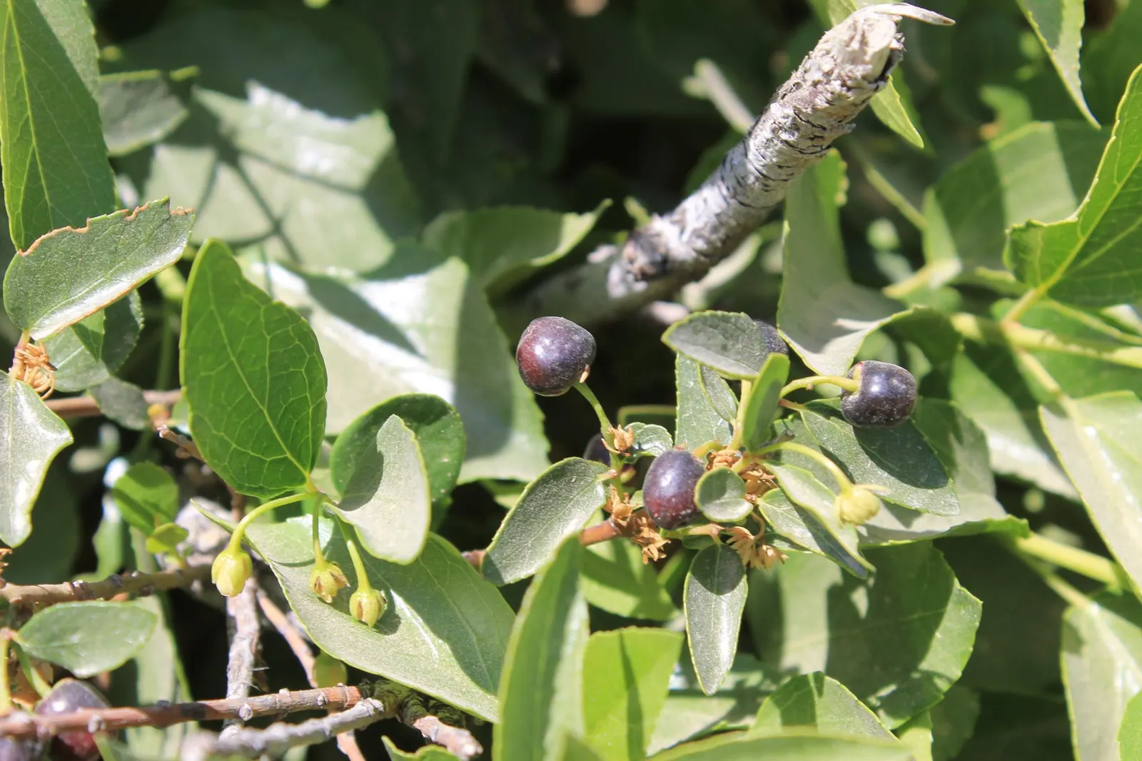 Alpine Current (Ribes Alpinum) — this plant is remarkably low-maintenance and is generally free from serious pests or diseases