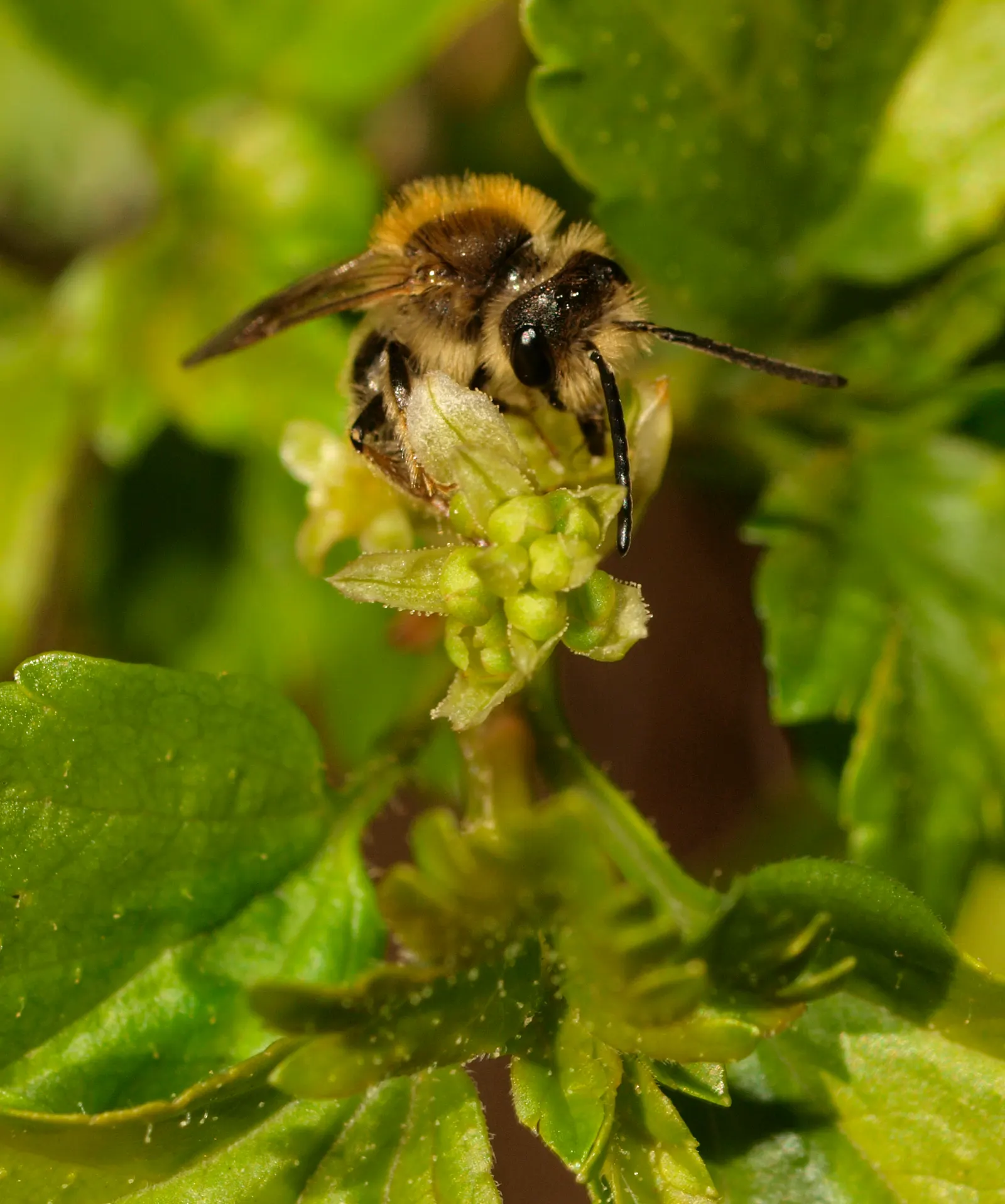 Alpine Current (Ribes Alpinum) — making it an excellent choice for landscape designs that require structured hedging or foundational plantings; this hardy
