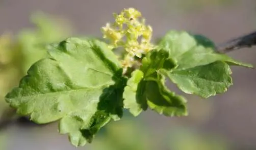 Alpine Current (Ribes Alpinum) — While blooms are relatively inconspicuous; each leaf is about 1 to 2 inches long, with three lobes and a finely toothed margin