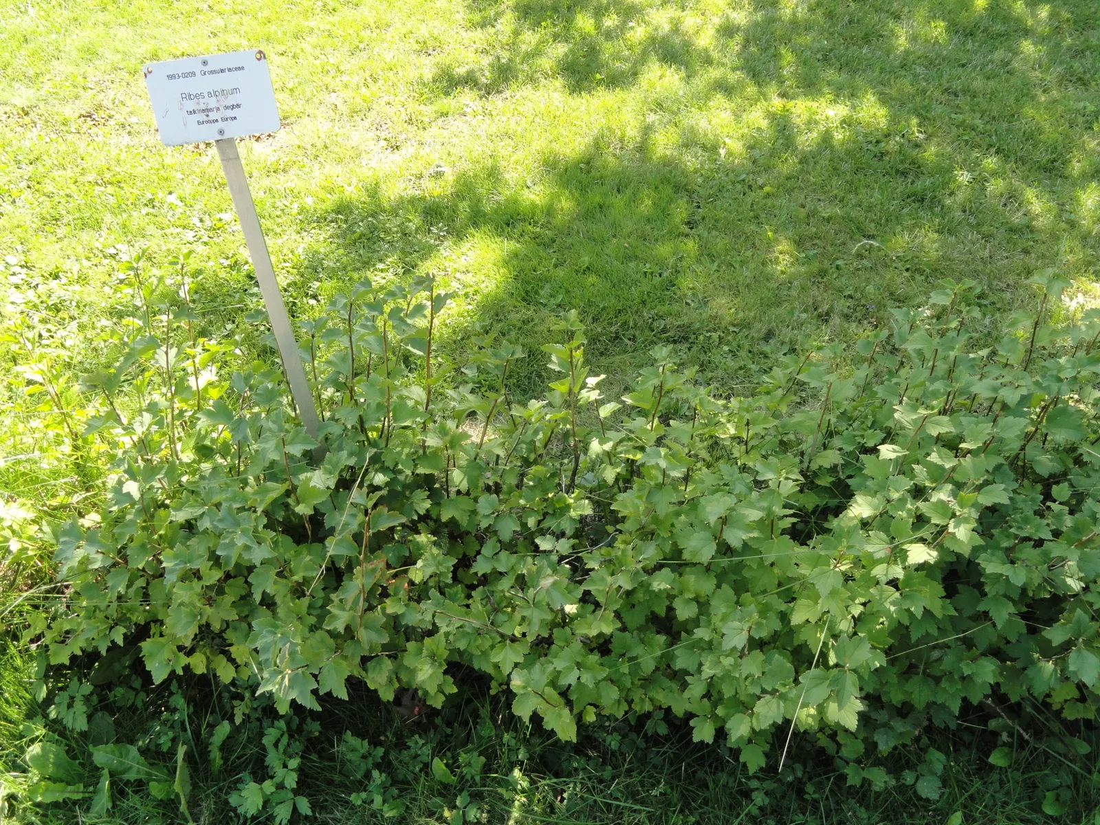 Alpine Current (Ribes Alpinum) — this species typically reaches a height and spread of about 3 to 6 feet; adaptable to various soils, it prefers full sun to