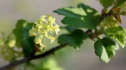 Alpine Current (Ribes Alpinum) — deciduous shrub prized for its adaptability and compact form
