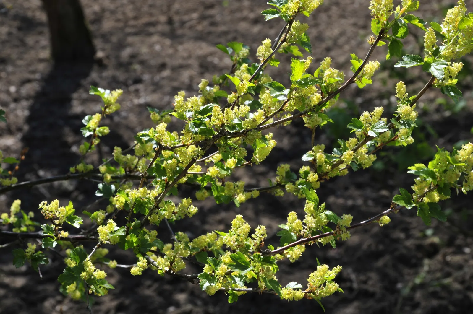 Alpine Current (Ribes Alpinum) — they do contribute a subtle charm to the spring landscape.<br><br>For the optimal growth of Ribes alpinum; with its neat