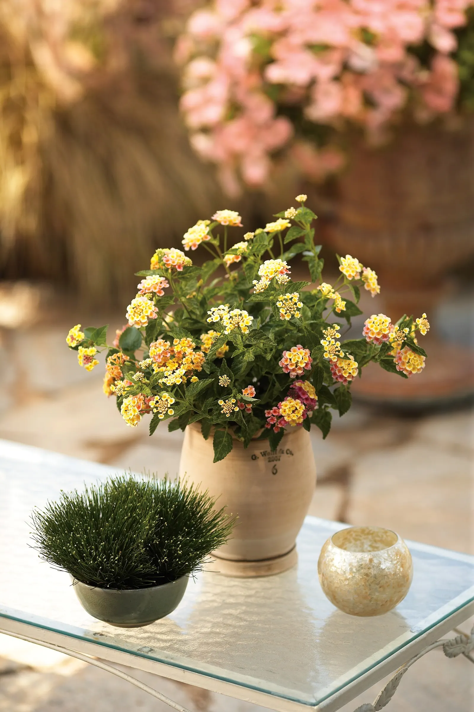 Pinkberry Blend™ Lantana (Lantana camara) — commonly referred to as Pinkberry Blend™ Lantana