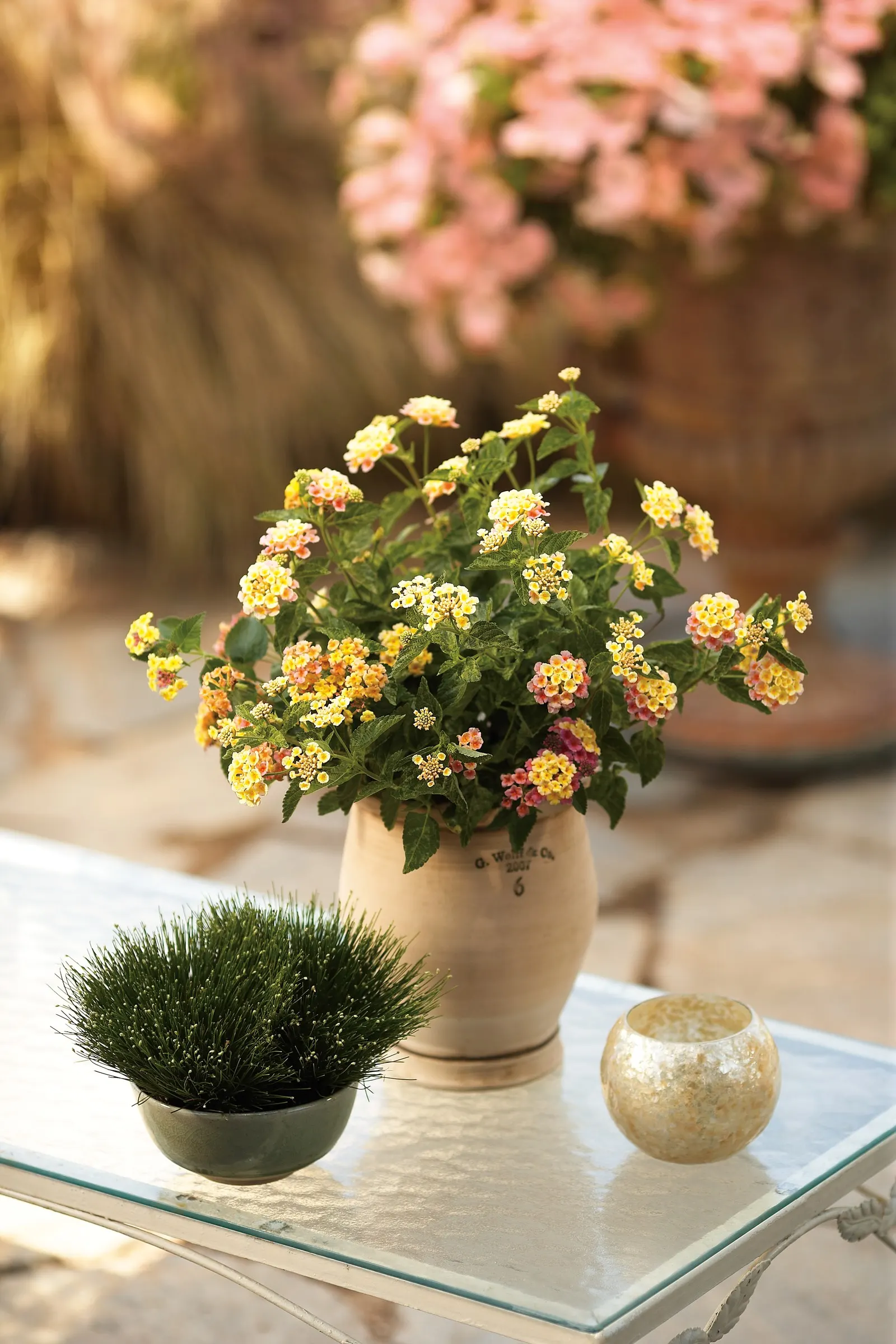 Pinkberry Blend™ Lantana (Lantana camara) — The effect is bright without feeling brash