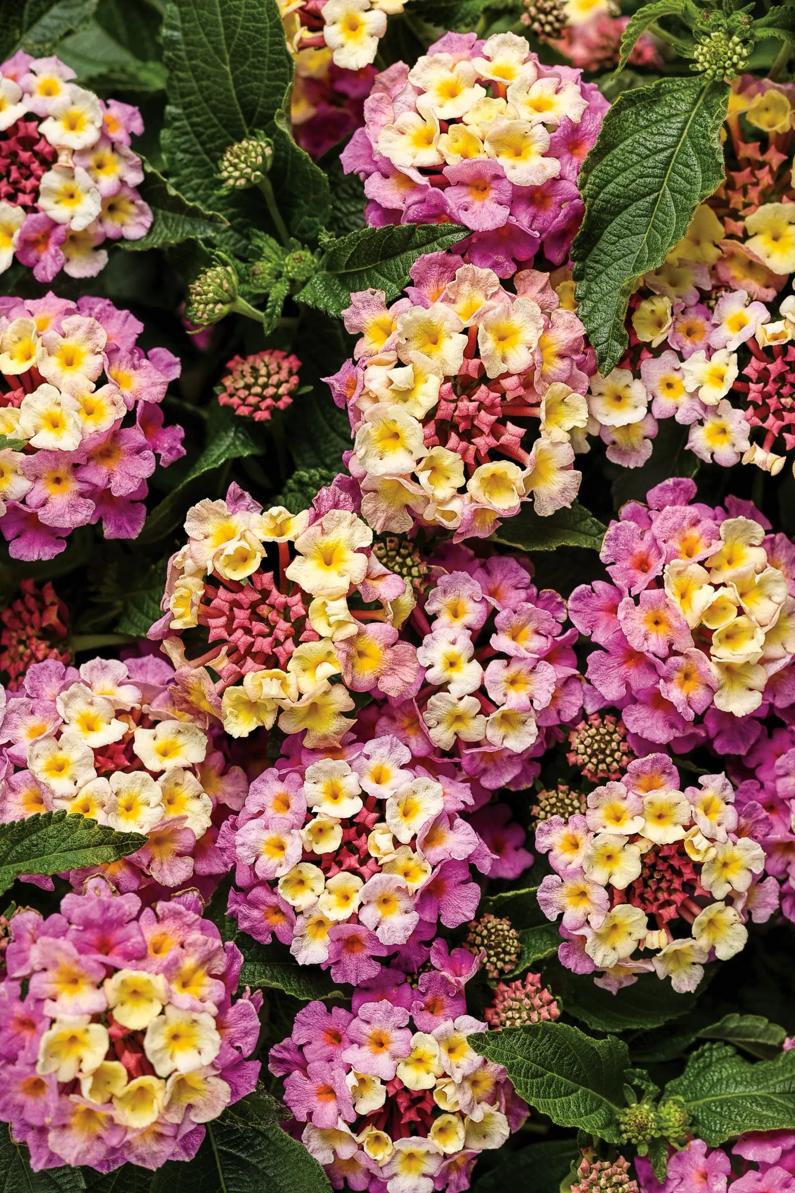 Pinkberry Blend™ Lantana (Lantana camara) — where its mounded form knits beautifully with trailing plants and upright accents
