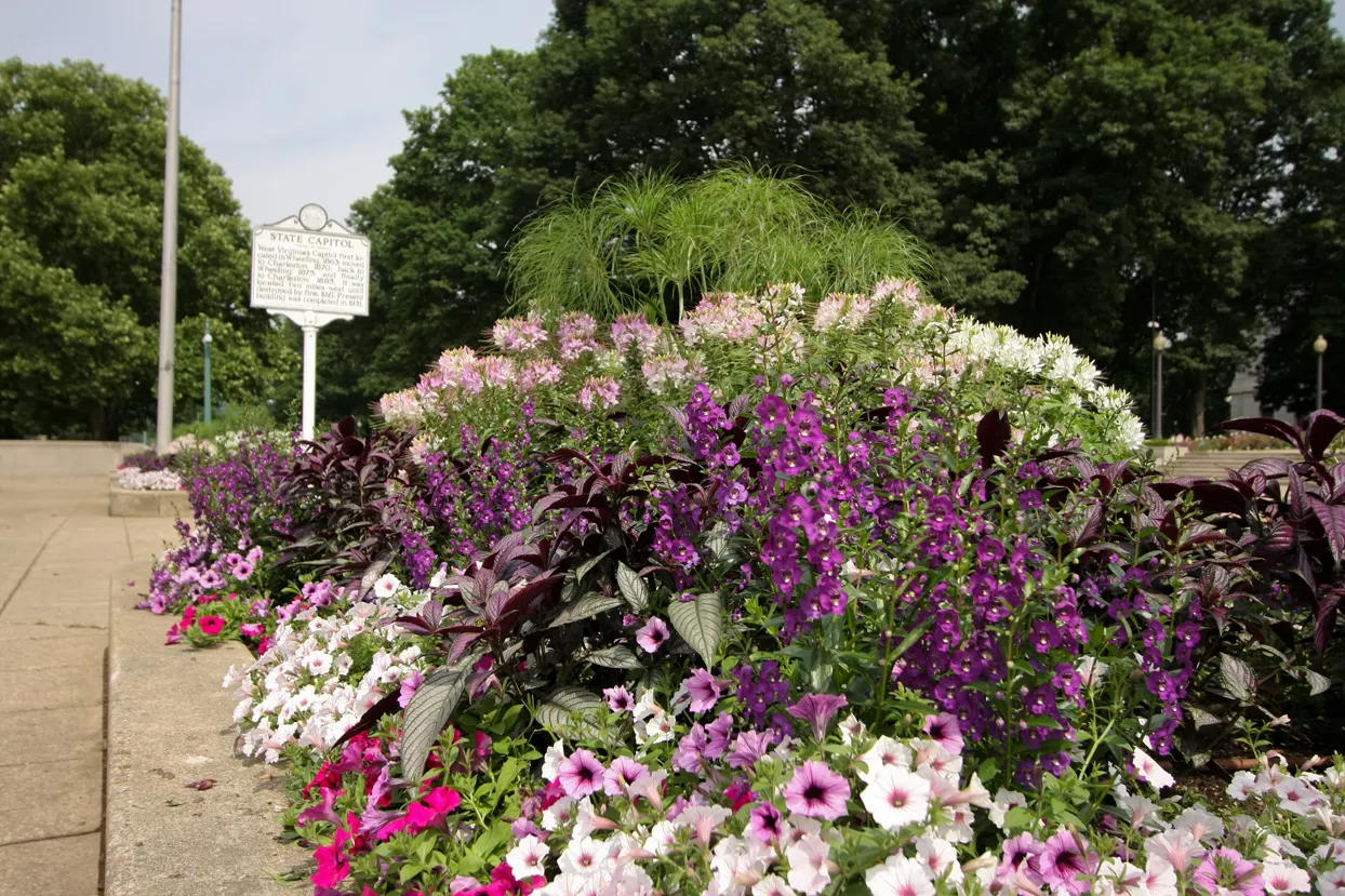 Blue III Angelonia — and its strong stems hold their composure well through heat