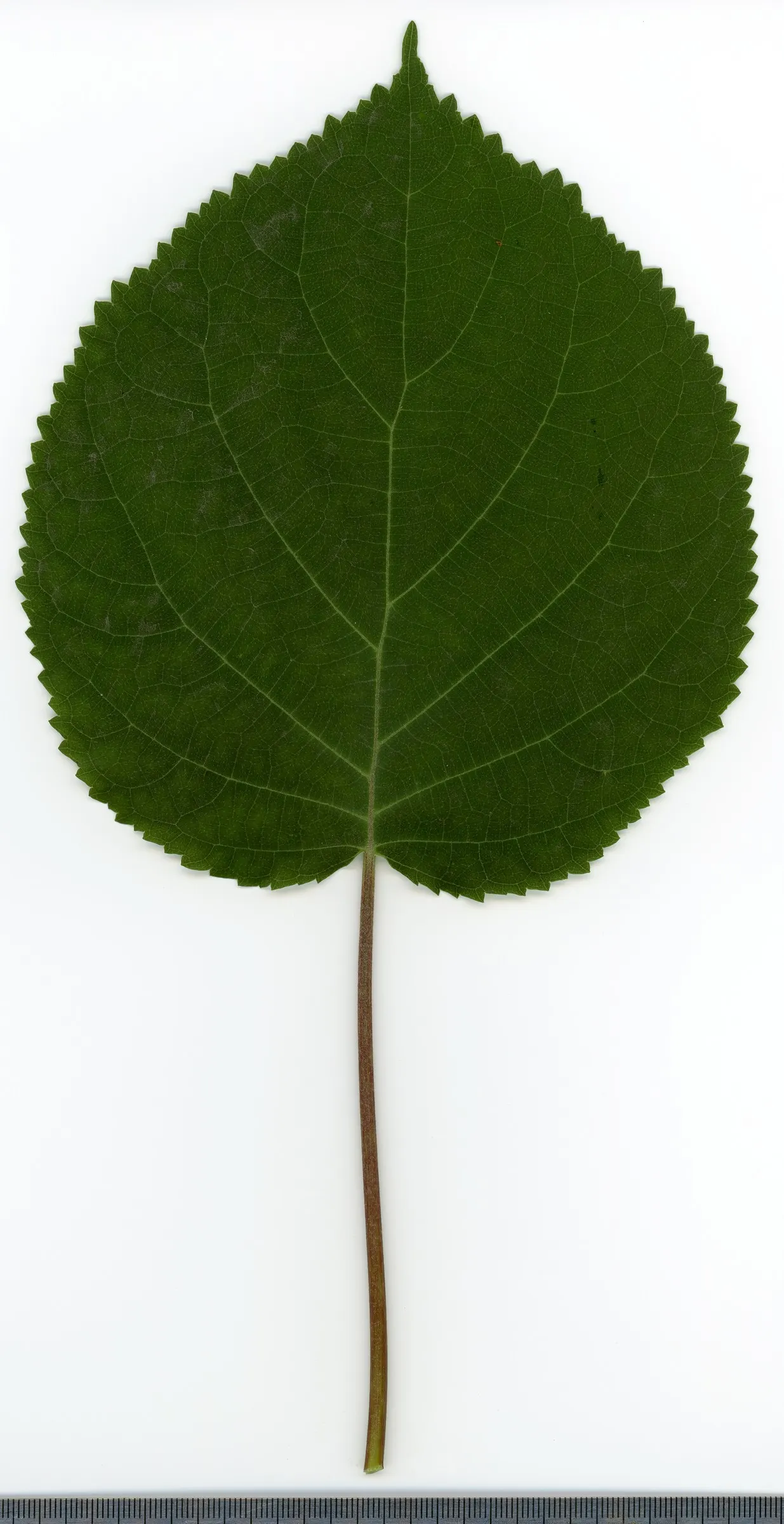 Hydrangea (Hydrangea Species) — respectively.<br><br>Hardy in USDA zones 3 through 9
