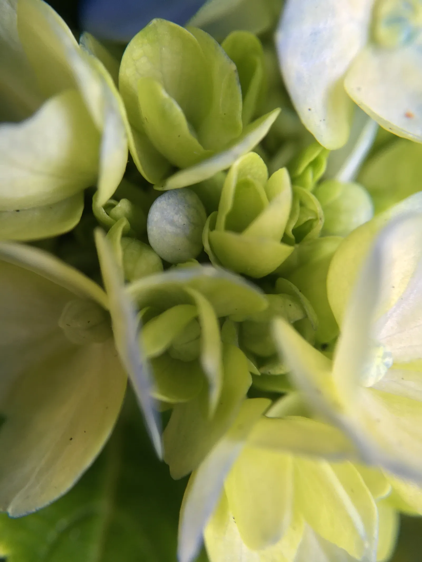 Hydrangea (Hydrangea Species) — respectively.<br><br>Hardy in USDA zones 3 through 9; hydrangeas prefer well-drained