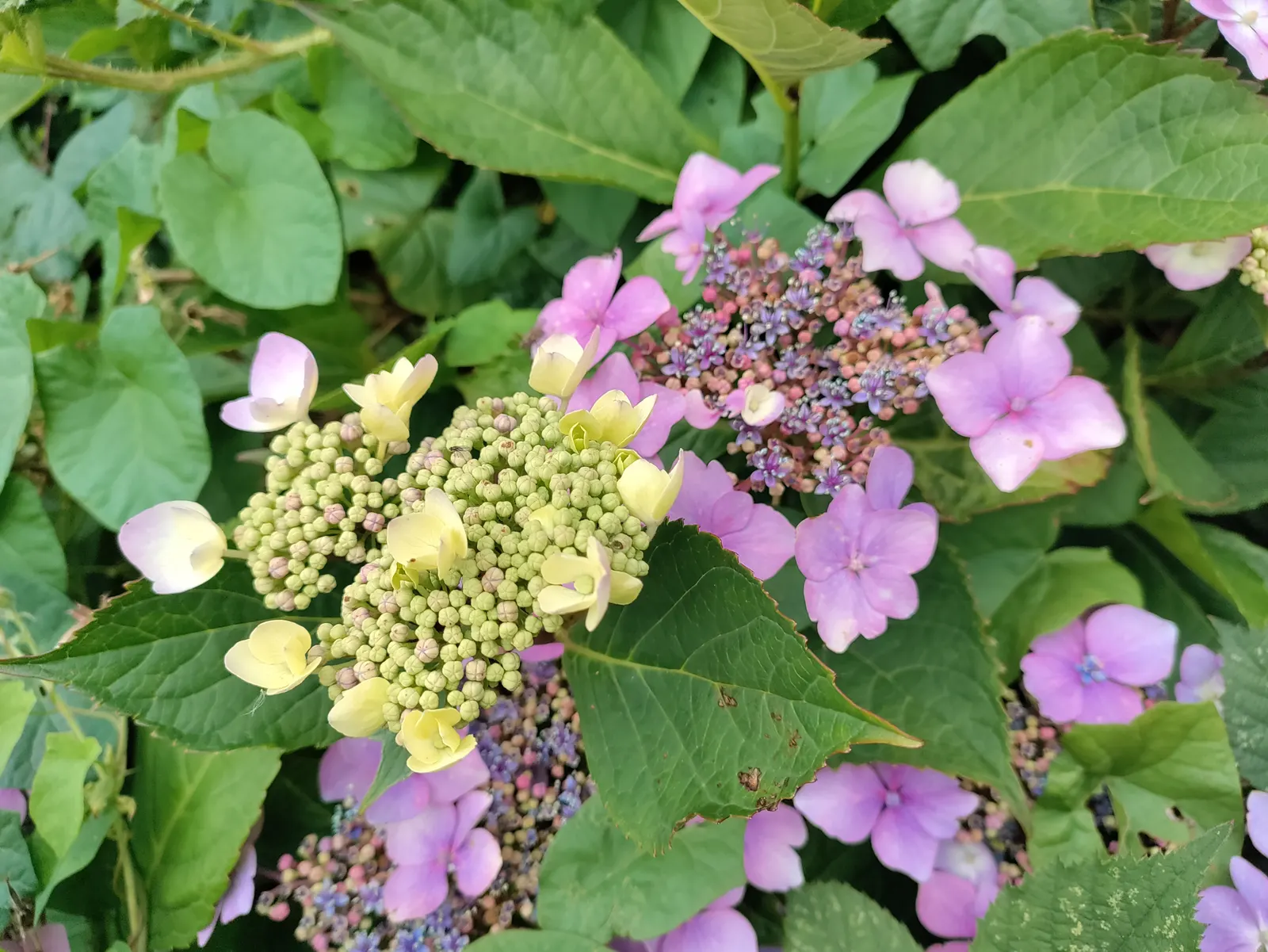 Hydrangea (Hydrangea Species) — making them an excellent choice for gardeners seeking a dramatic yet manageable addition to their landscapes; blue, image 85