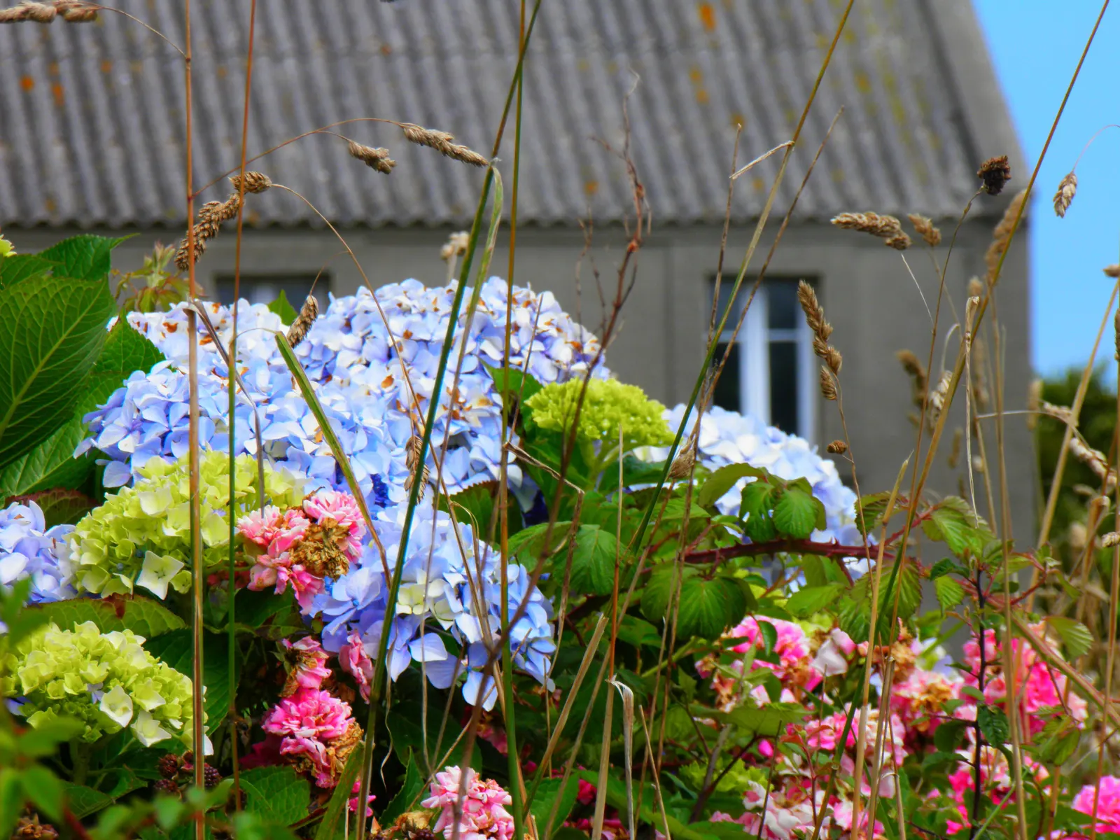 Hydrangea (Hydrangea Species) — shrub with blue and pink and white blooms; respectively.<br><br>Hardy in USDA zones 3 through 9, image 109