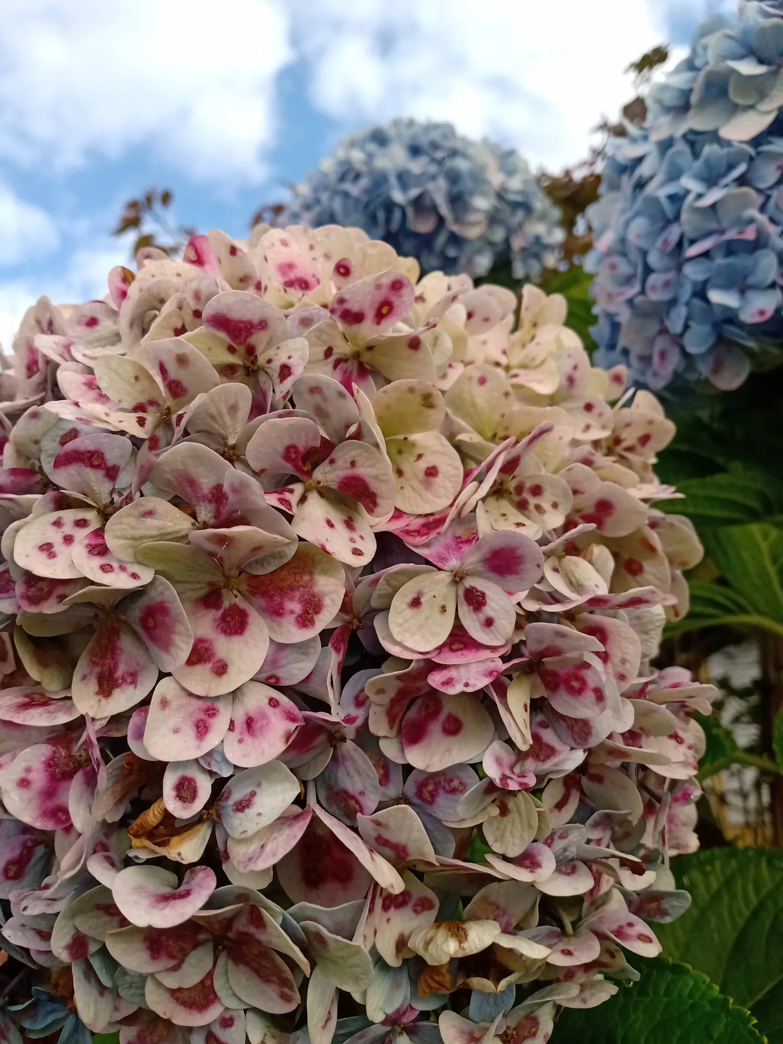 Hydrangea (Hydrangea Species) — is renowned for its voluminous flower heads and charming presence in any garden design; these deciduous shrubs, image 95