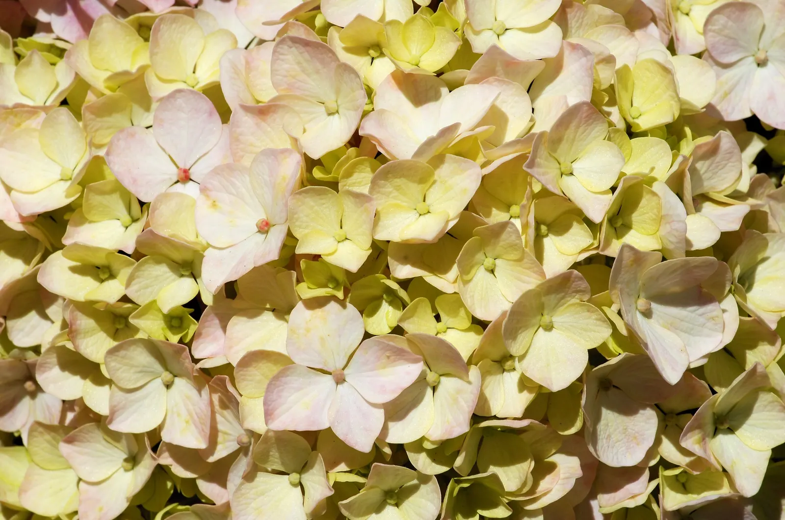 Hydrangea (Hydrangea Species) — Prune after blooming to encourage growth and maintain shape; they typically range from 3 to 15 feet in height and, image 92
