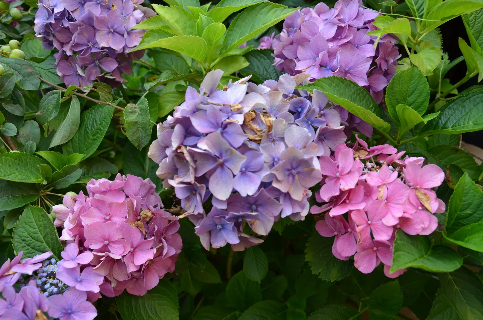 Hydrangea (Hydrangea Species) — planting hydrangeas in groups or as a border can create a lush; a captivating genus within the plant family, image 83