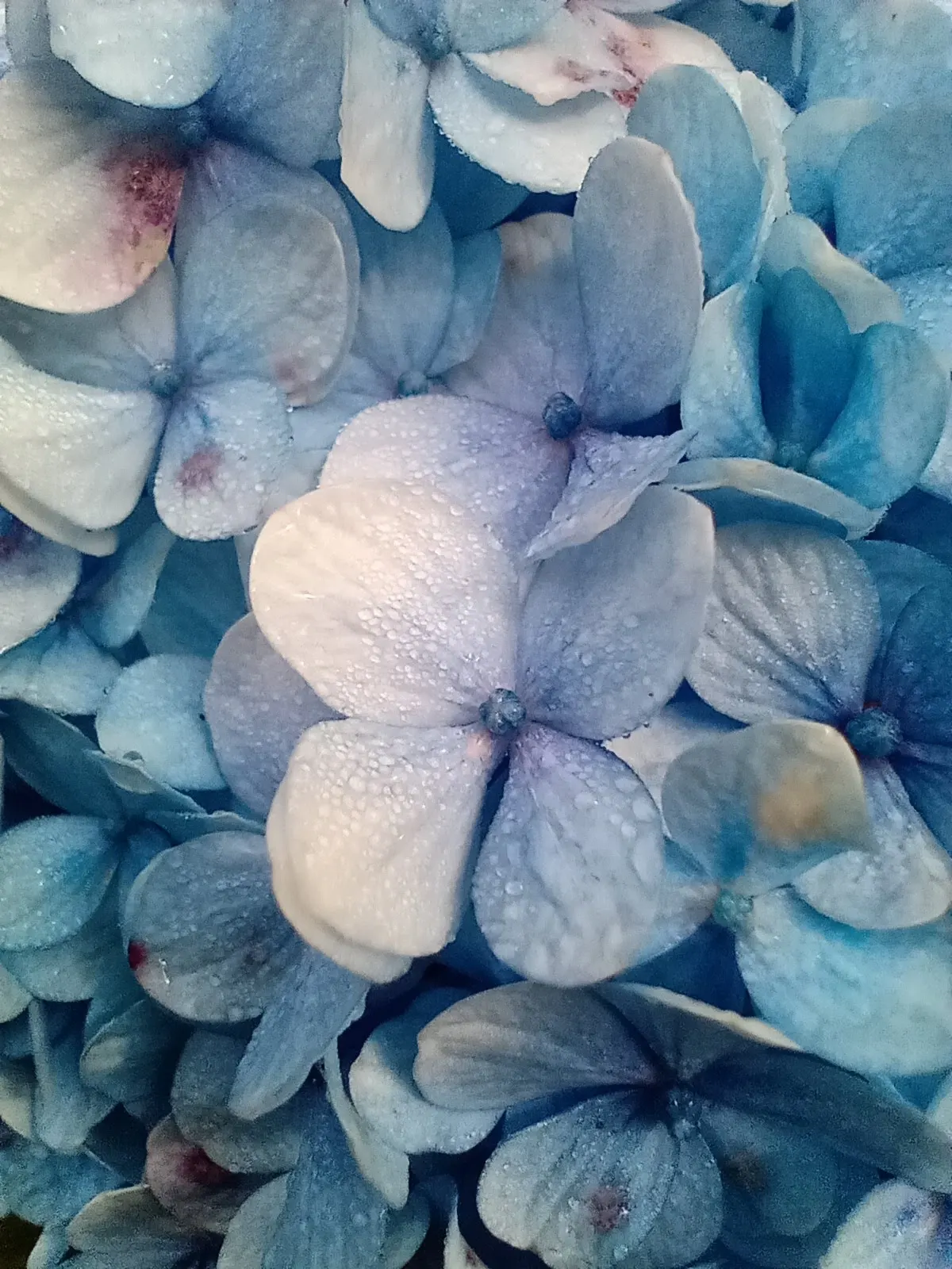 Hydrangea (Hydrangea Species) — moist soil and thrive in part to full shade; shrub with blue and pink and white blooms, image 104
