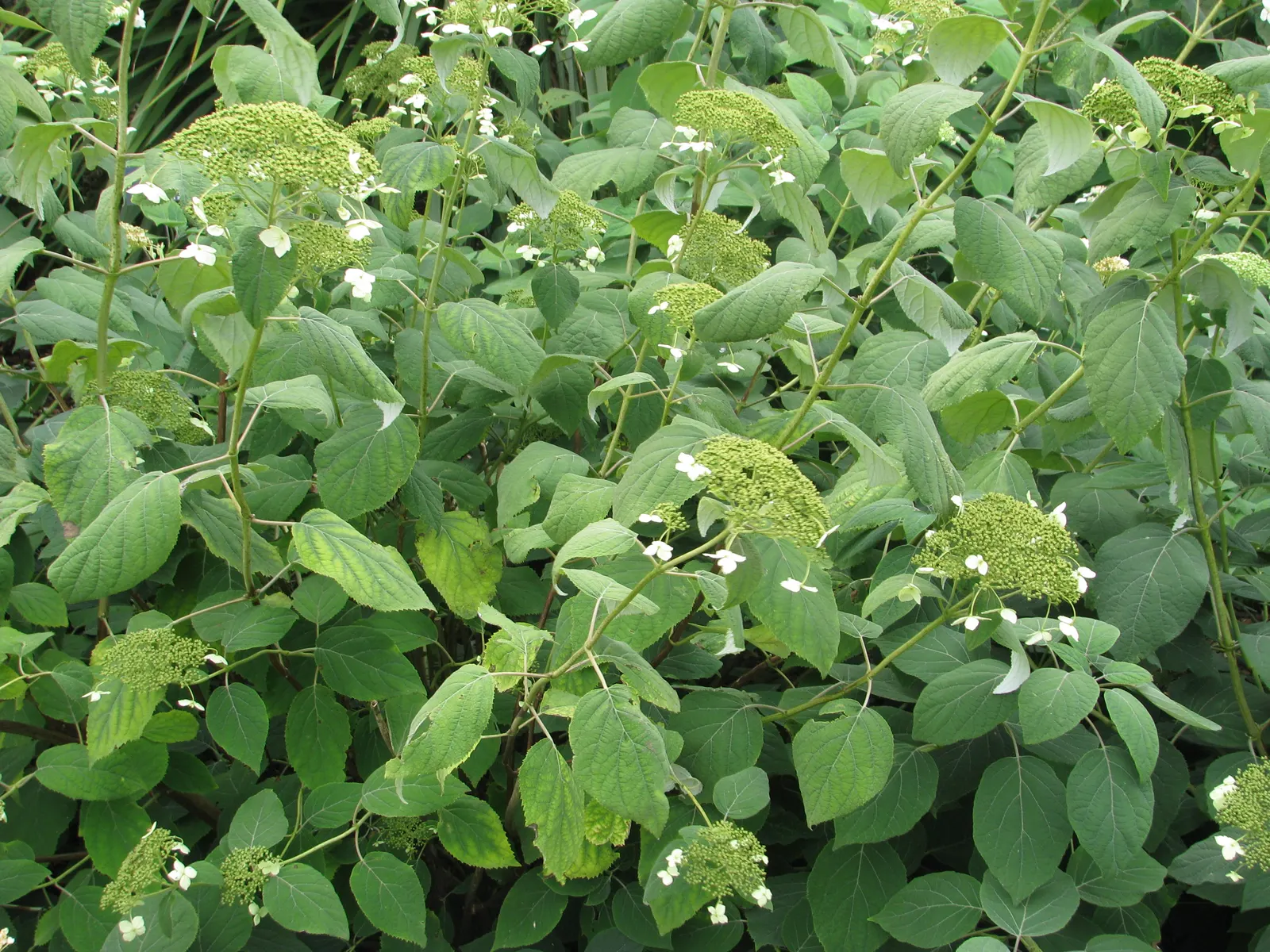 Hydrangea (Hydrangea Species) — They typically range from 3 to 15 feet in height and width, ideal for borders or as focal points; like the Panicle, image 47