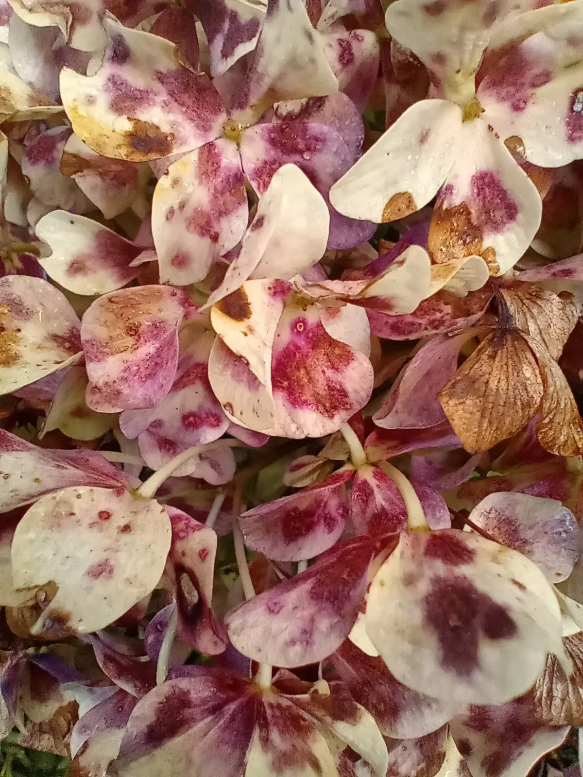 Hydrangea (Hydrangea Species) — Known for their lush foliage and the ability to change bloom color based on soil pH; encompassing a variety of, image 77