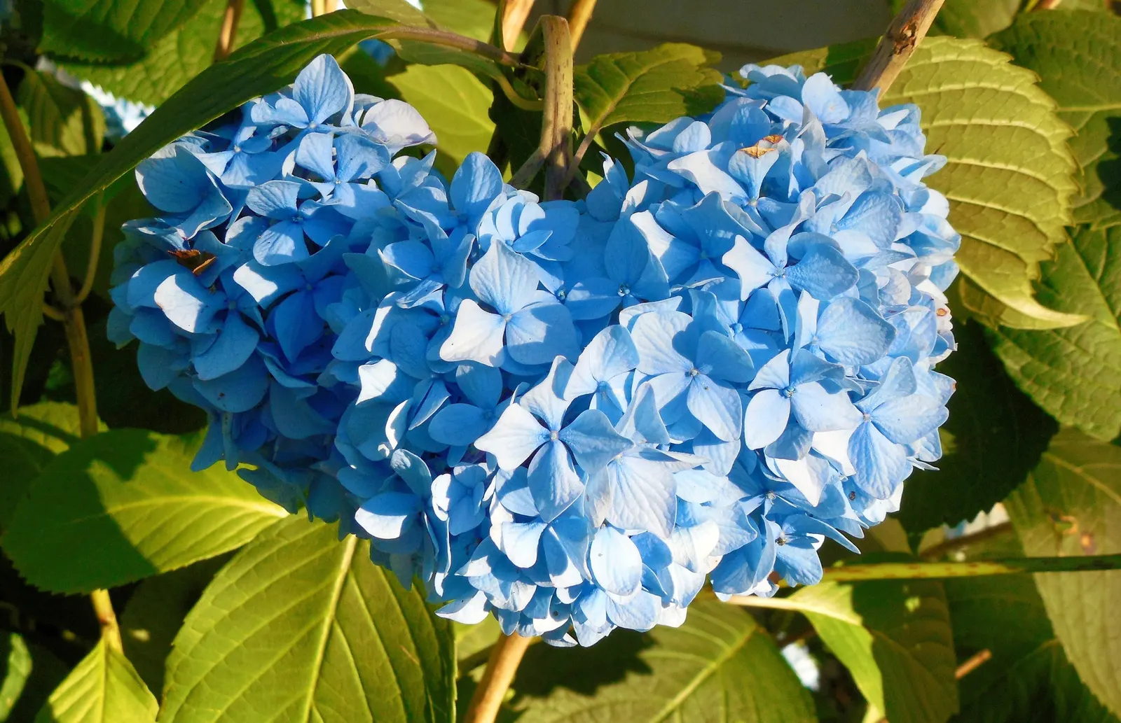 Hydrangea (Hydrangea Species) — blue and pink and white flowers in the garden