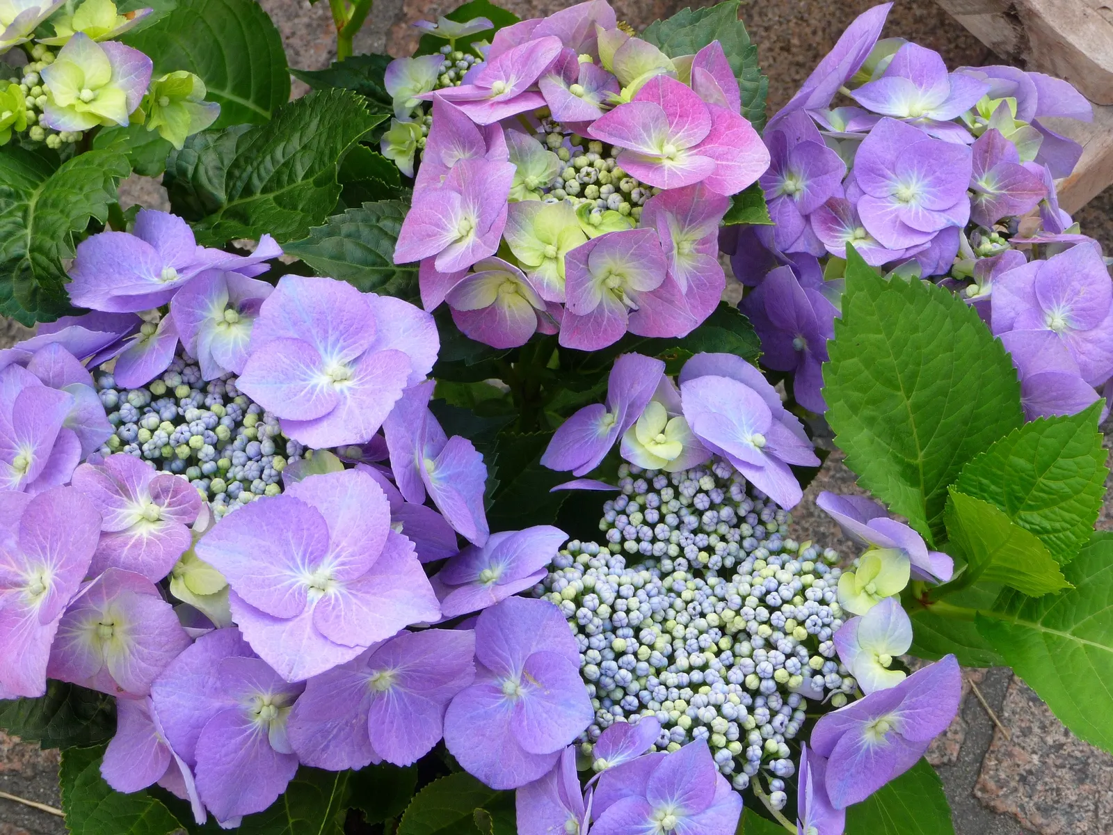 Hydrangea (Hydrangea Species) — Hardy in USDA zones 3 through 9; to vigorous species that can reach up to 15 feet tall with a matching breadth, image 93