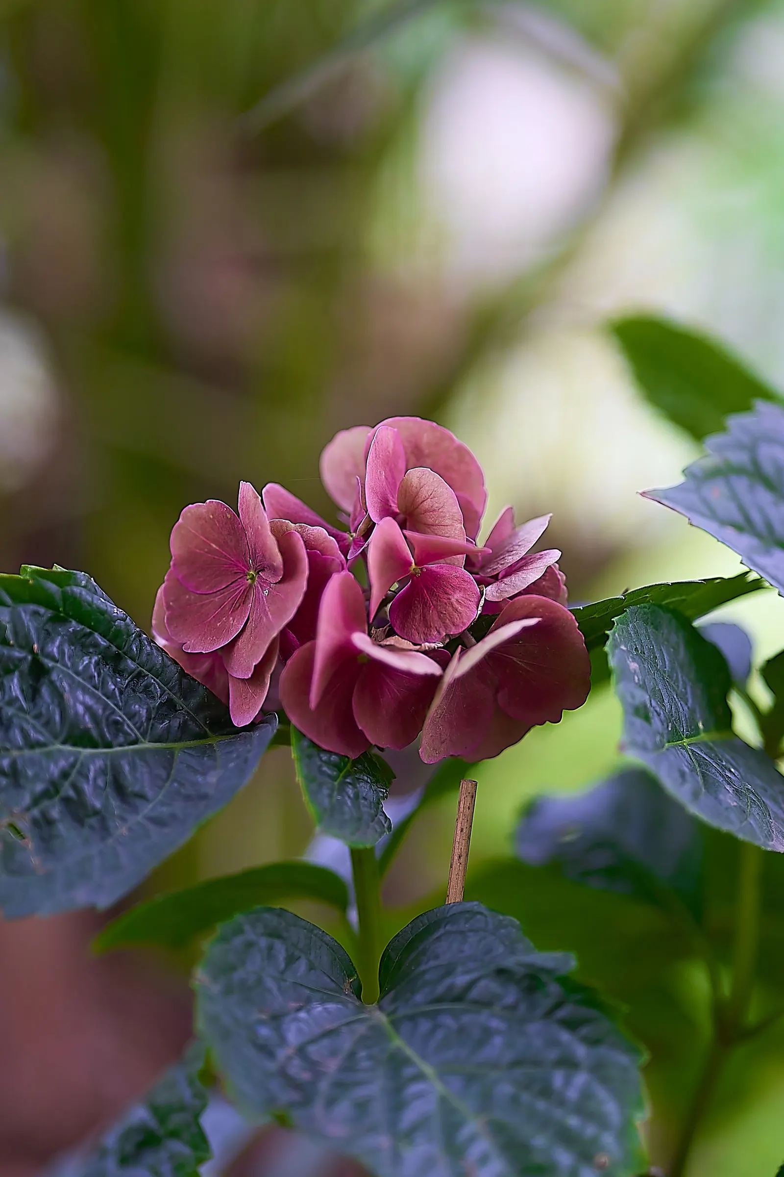 Hydrangea (Hydrangea Species) — moist soil and thrive in part to full shade; shrub with blue and pink and white blooms, image 60