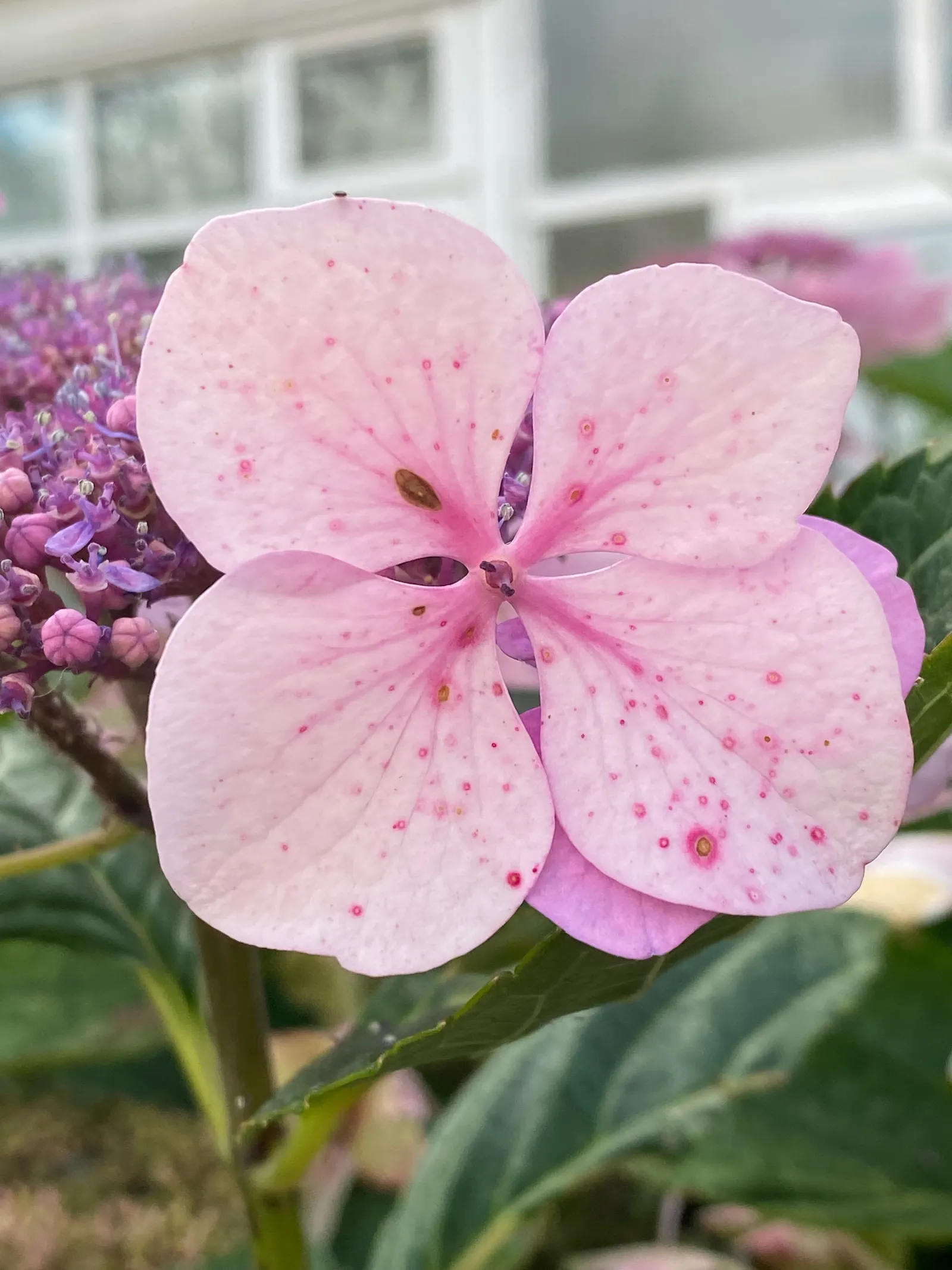 Hydrangea (Hydrangea Species) — Prune after blooming to encourage growth and maintain shape; they typically range from 3 to 15 feet in height and width, ideal