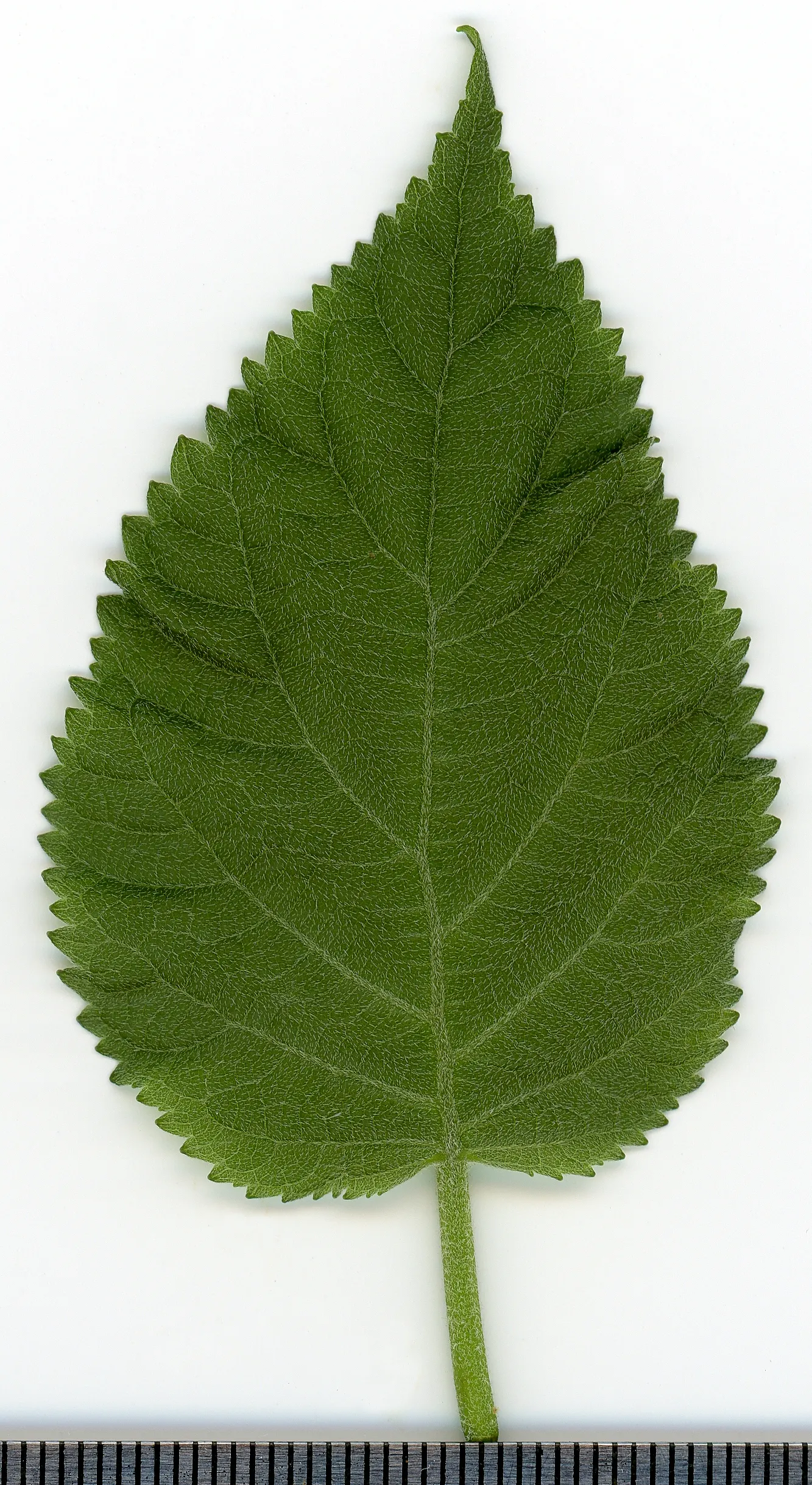 Hydrangea (Hydrangea Species) — Prune after blooming to encourage growth and maintain shape; they typically range from 3 to 15 feet in height and, image 48