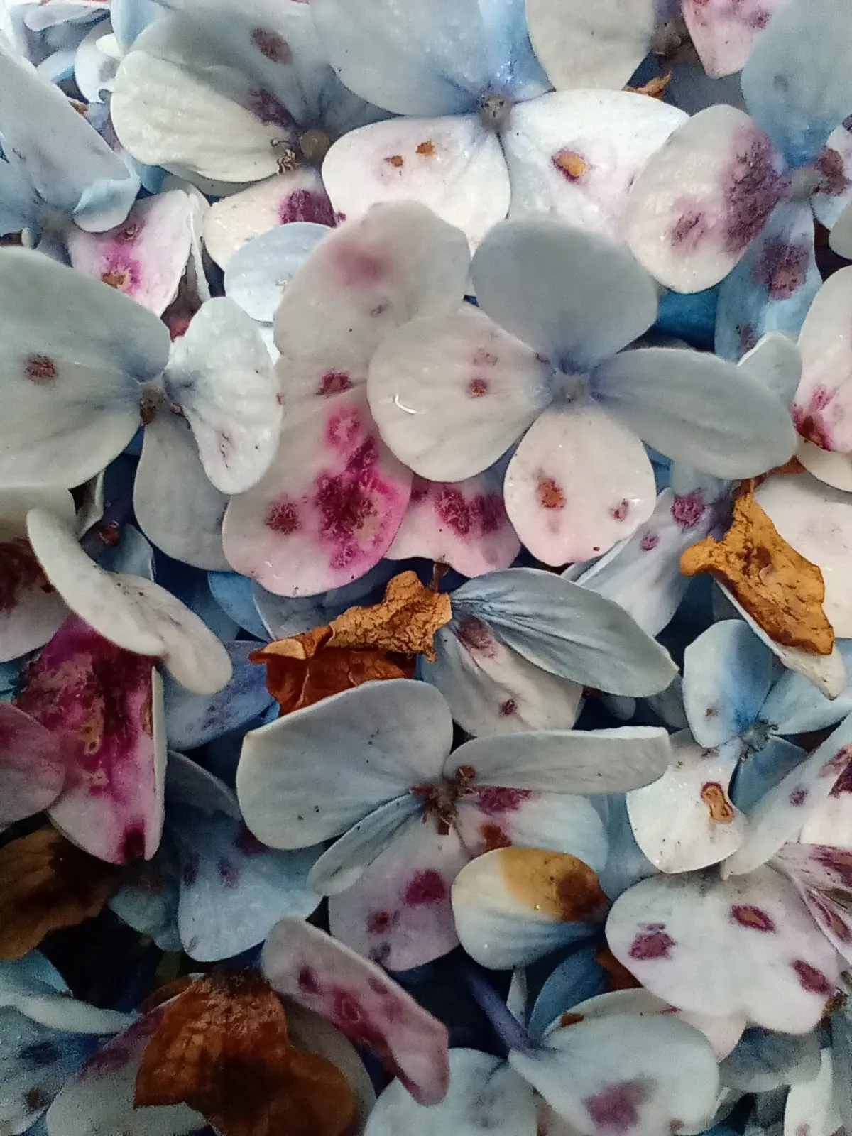 Hydrangea (Hydrangea Species) — hydrangeas are adaptable shrubs that can range in size from compact cultivars of 3 feet in height and spread; moist, image 97