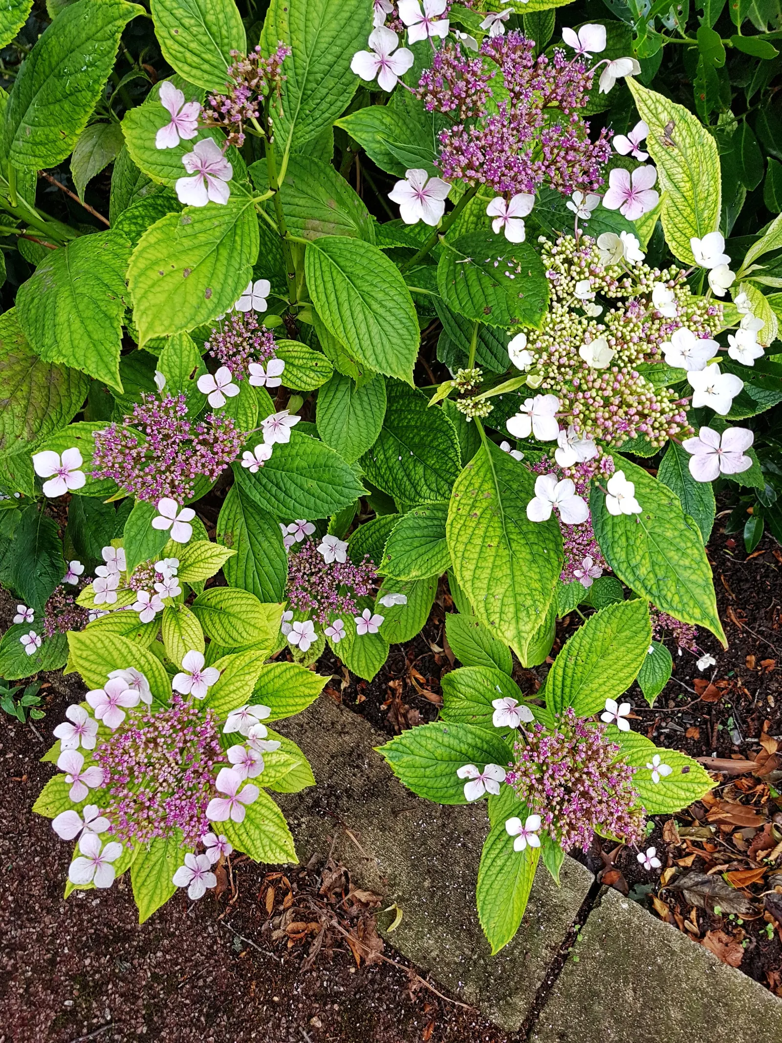 Hydrangea (Hydrangea Species) — planting hydrangeas in groups or as a border can create a lush; a captivating genus within the plant family, image 105