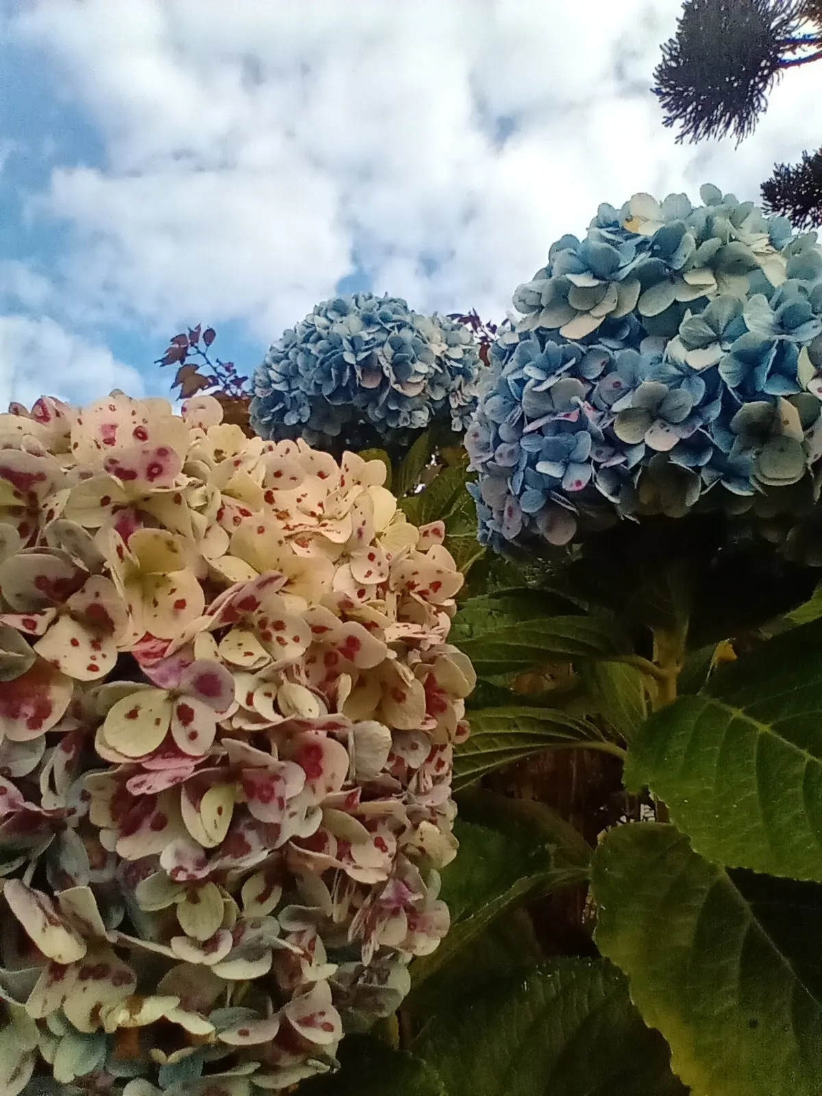 Hydrangea (Hydrangea Species) — like the Panicle Hydrangea (Hydrangea paniculata); these deciduous shrubs exhibit their floral mastery from early, image 62
