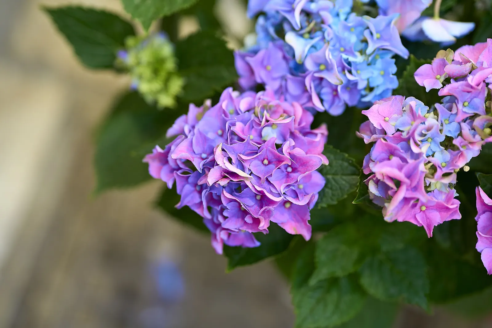 Hydrangea (Hydrangea Species) — They typically range from 3 to 15 feet in height and width, ideal for borders or as focal points