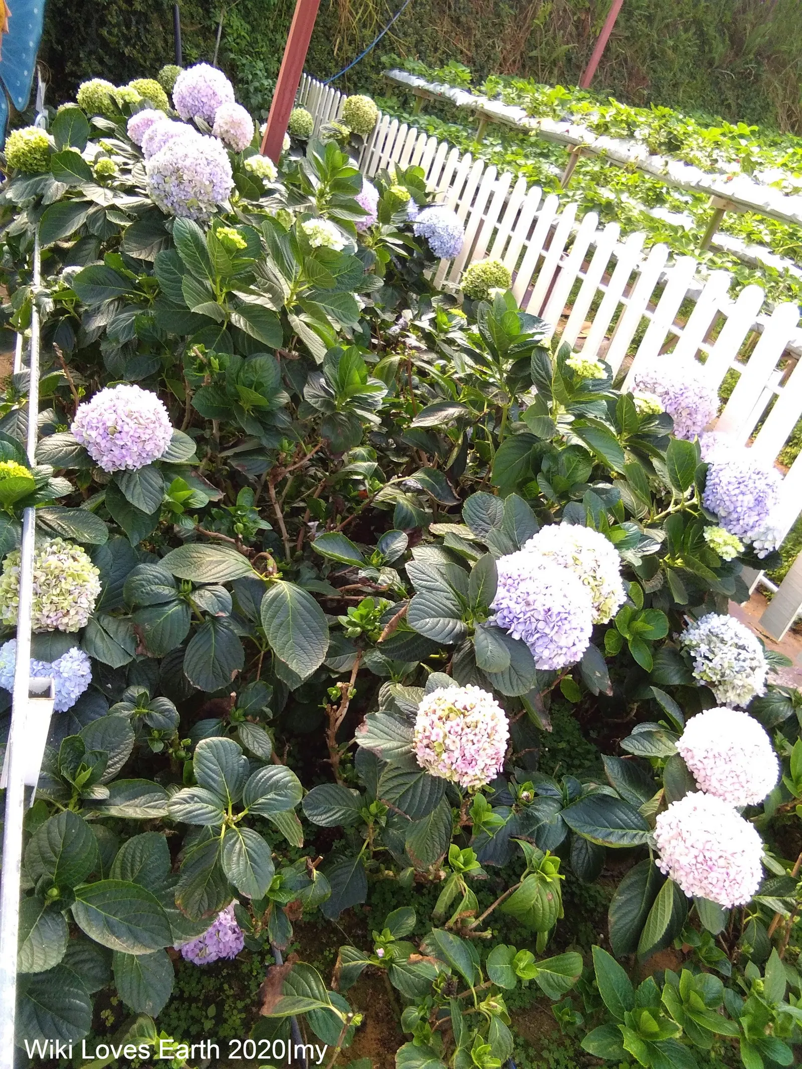 Hydrangea (Hydrangea Species) — making them an excellent choice for gardeners seeking a dramatic yet manageable addition to their landscapes