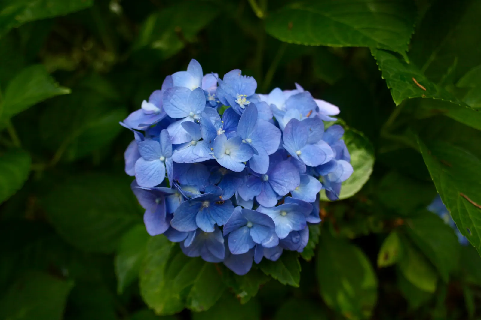 Hydrangea (Hydrangea Species) — a captivating genus within the plant family Hydrangeaceae