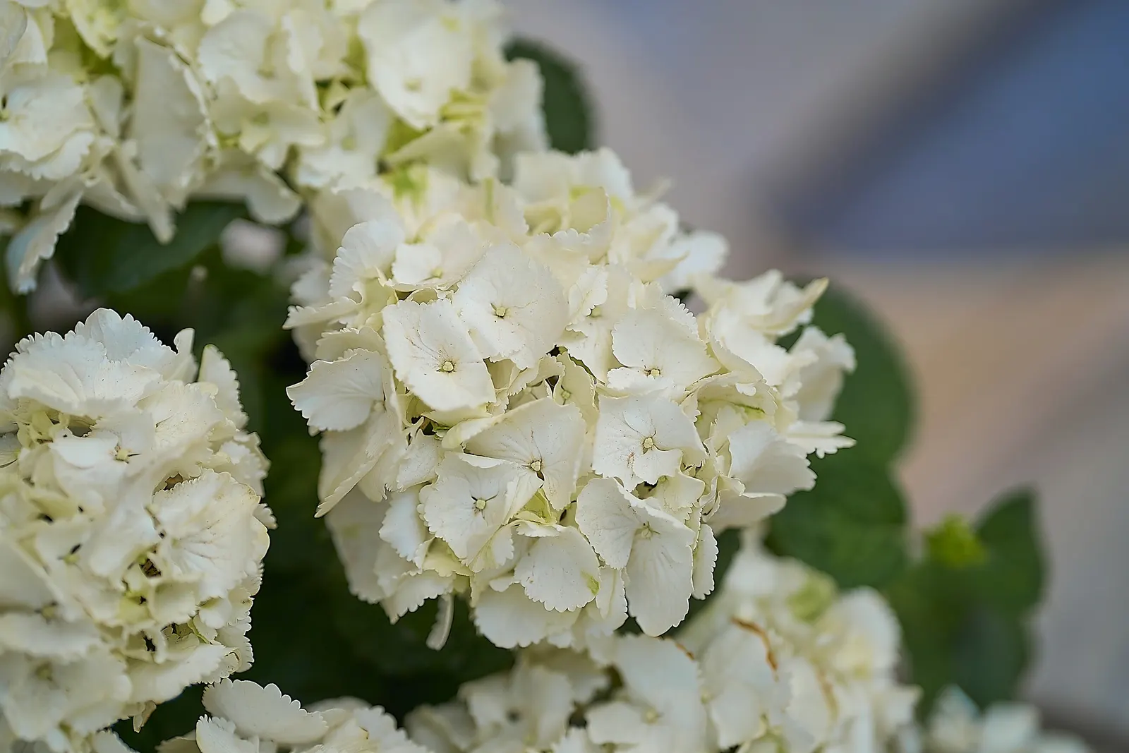 Hydrangea (Hydrangea Species) — to vigorous species that can reach up to 15 feet tall with a matching breadth; showy clusters of flowers ranging, image 76