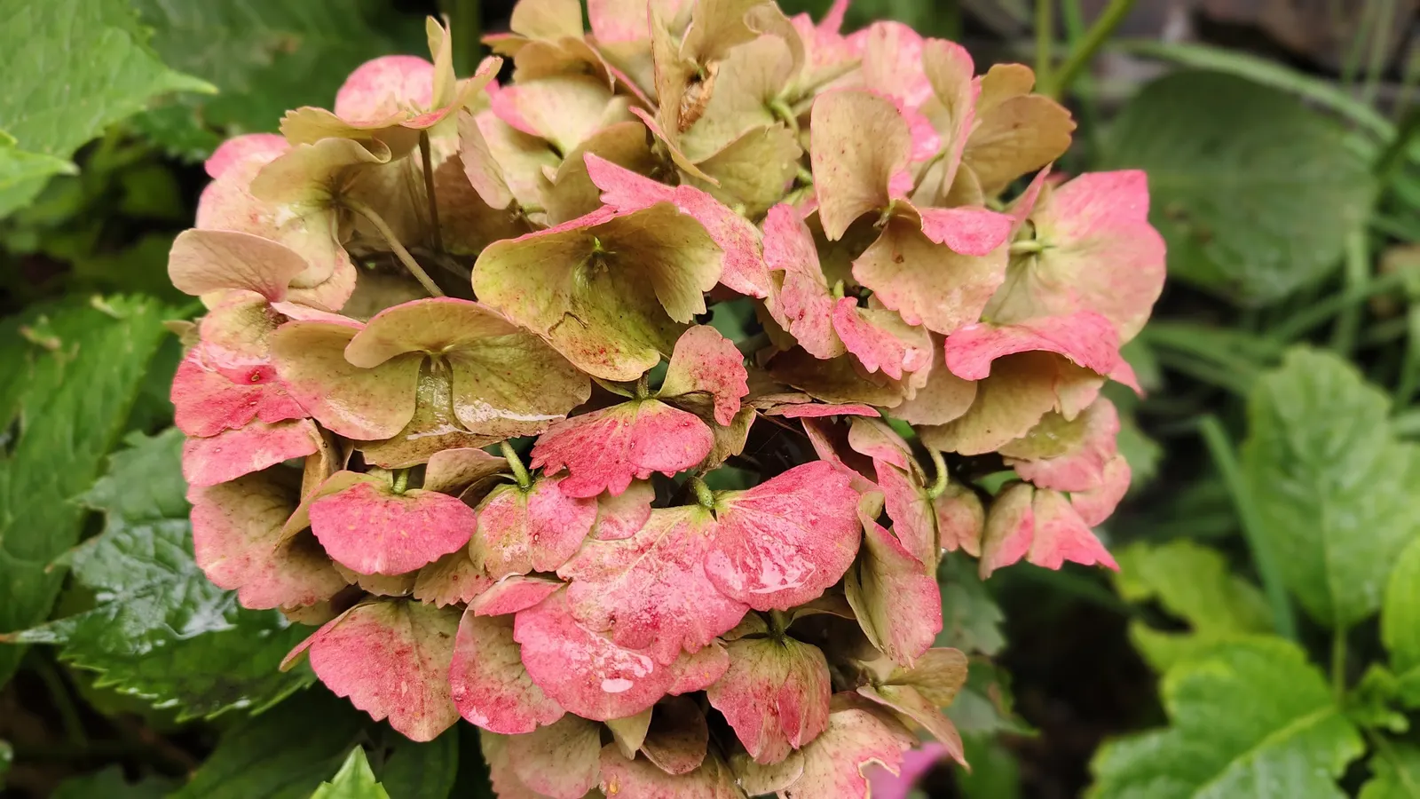 Hydrangea (Hydrangea Species) — is renowned for its voluminous flower heads and charming presence in any garden design