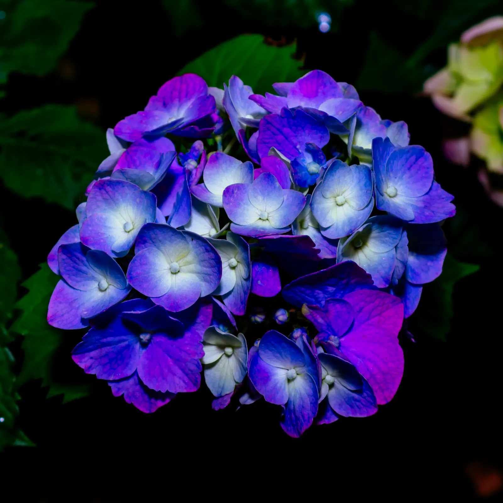 Hydrangea (Hydrangea Species) — Hydrangeas prefer well-drained; with some species like the 'Endless Summer' series showcasing blooms throughout the, image 81
