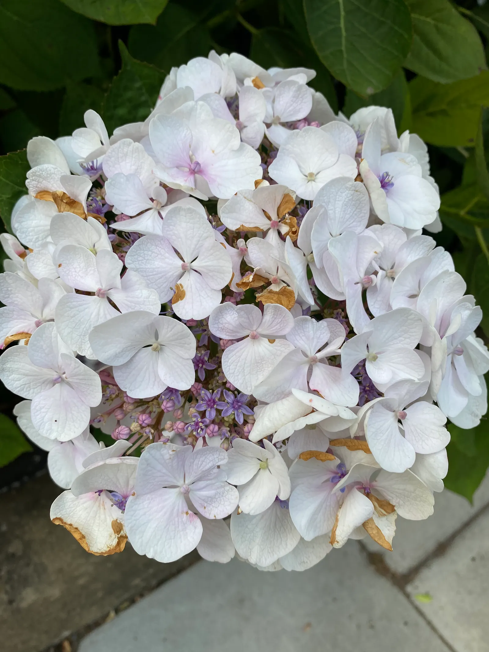 Hydrangea (Hydrangea Species) — like the Panicle Hydrangea (Hydrangea paniculata)