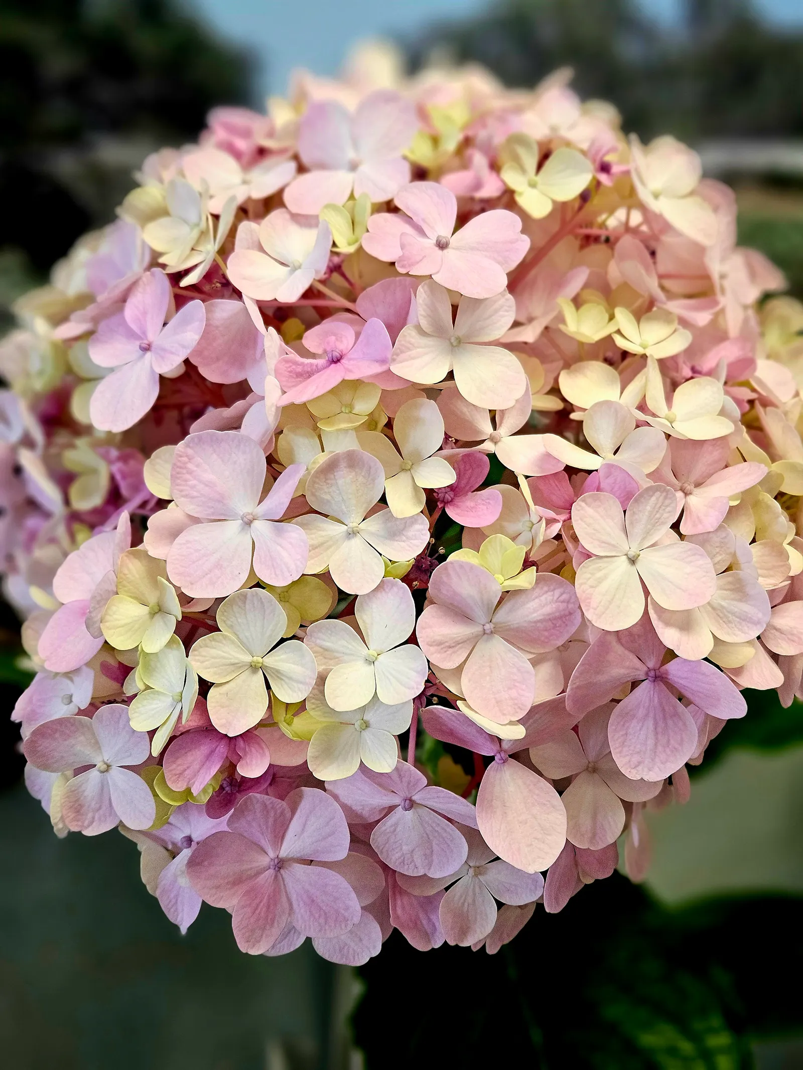 Hydrangea (Hydrangea Species) — respectively.<br><br>Hardy in USDA zones 3 through 9; hydrangeas prefer well-drained, image 56