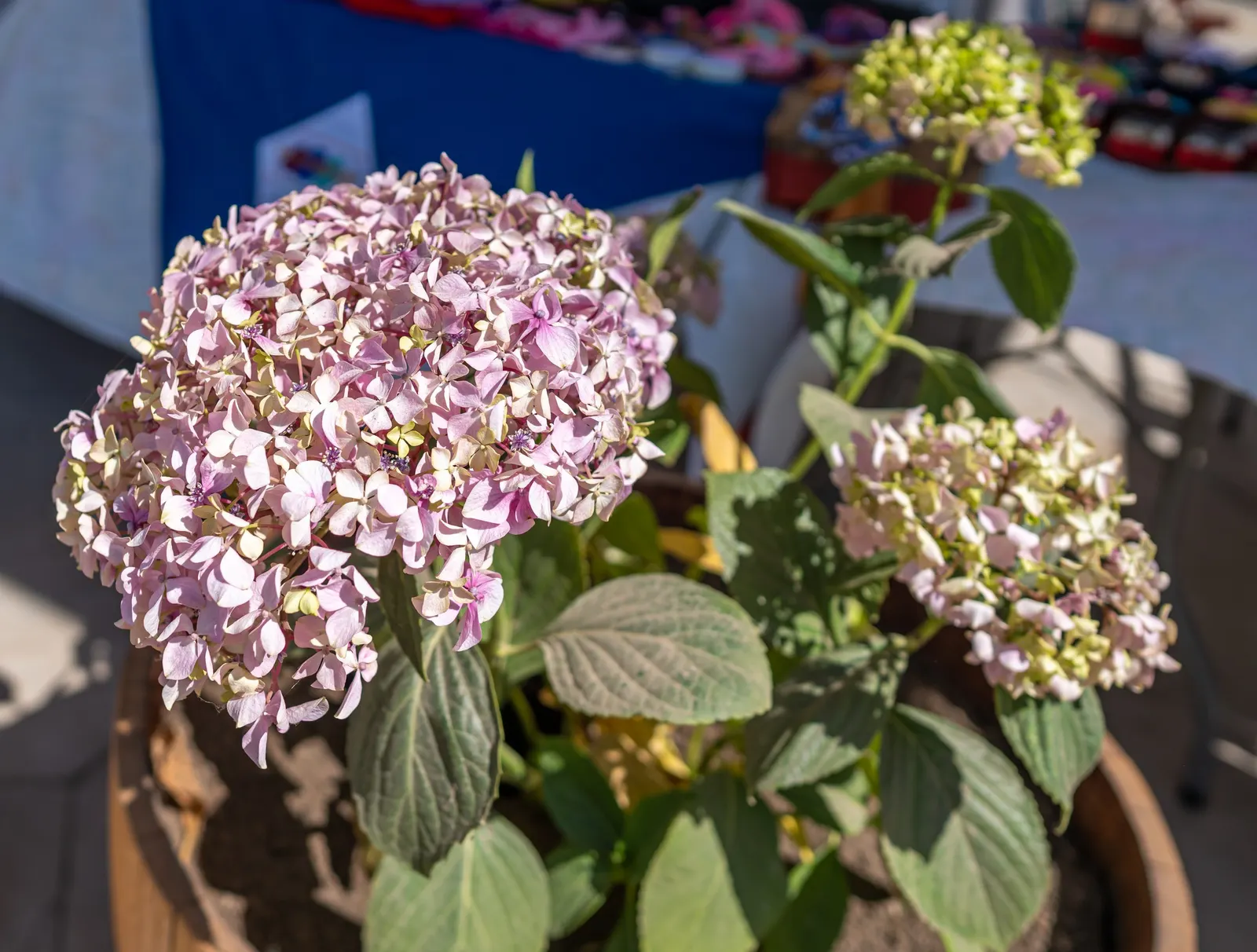 Hydrangea (Hydrangea Species) — these deciduous shrubs exhibit their floral mastery from early spring through late fall; shrub for half or shade, image 101
