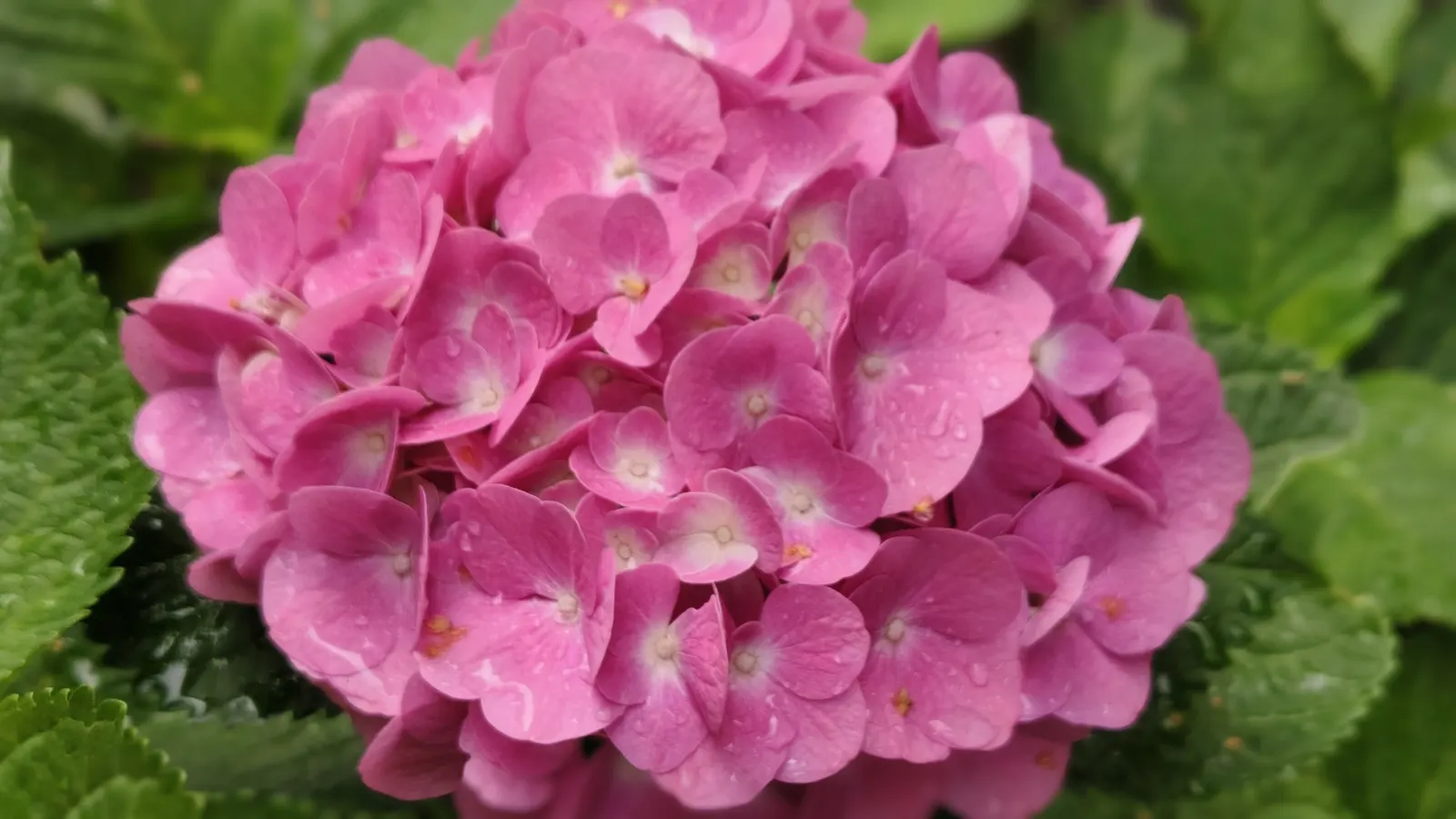 Hydrangea (Hydrangea Species) — like the Panicle Hydrangea (Hydrangea paniculata); these deciduous shrubs exhibit their floral mastery from early, image 106