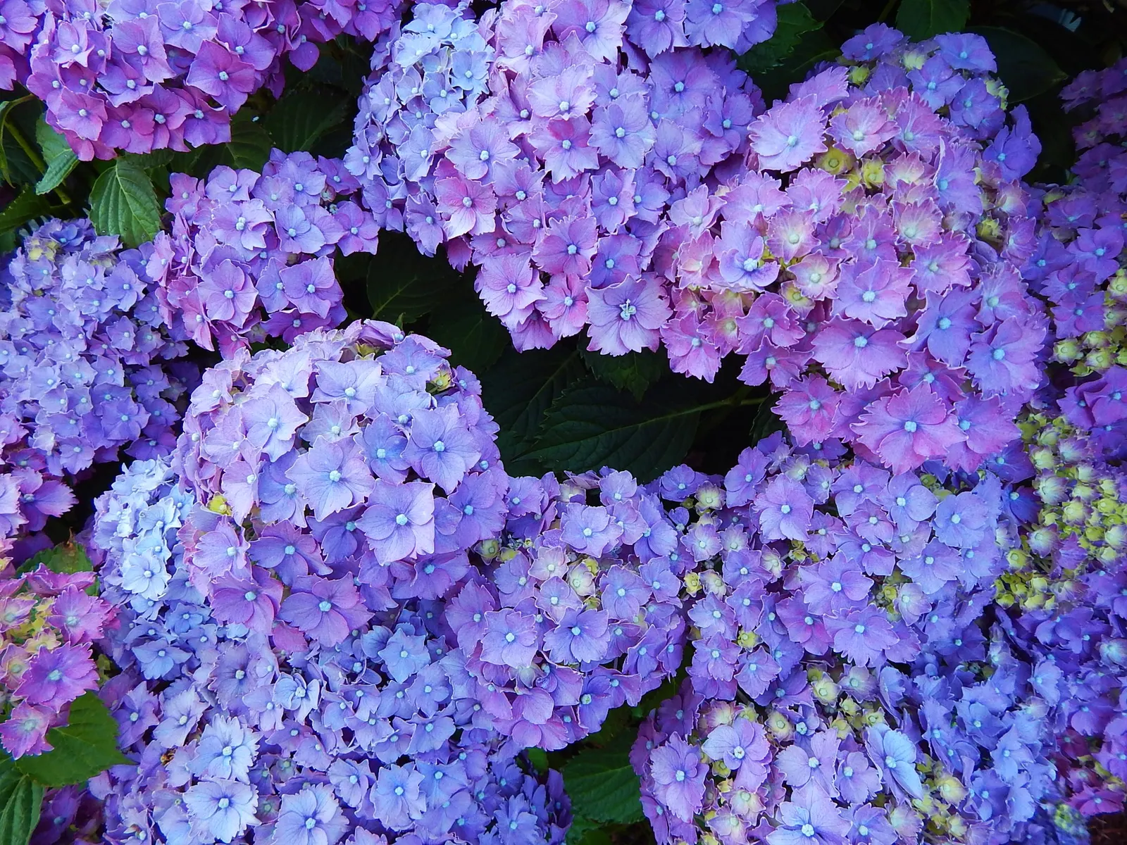 Hydrangea (Hydrangea Species) — with some species like the 'Endless Summer' series showcasing blooms throughout the entire growing season