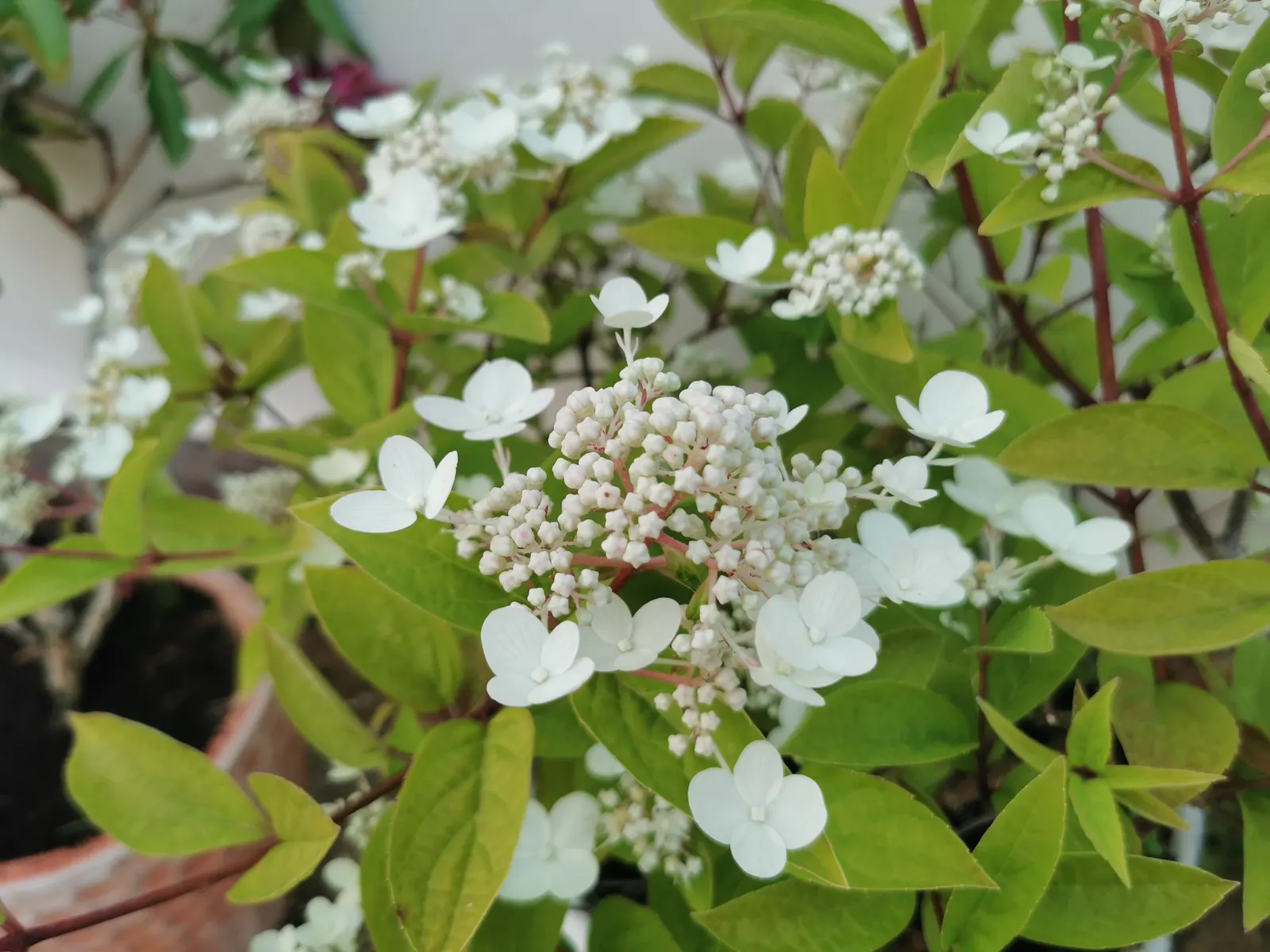 Hydrangea (Hydrangea Species) — Known for their lush foliage and the ability to change bloom color based on soil pH; encompassing a variety of species