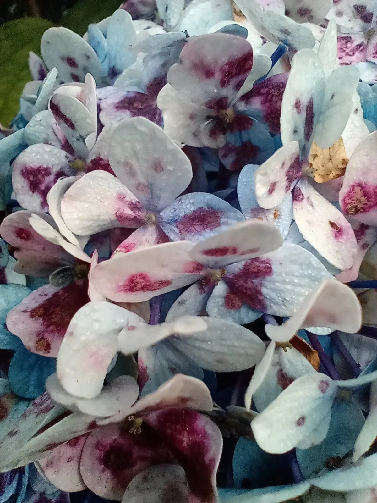 Hydrangea (Hydrangea Species) — shrub for half or shade; making them an excellent choice for gardeners seeking a dramatic yet manageable addition, image 66