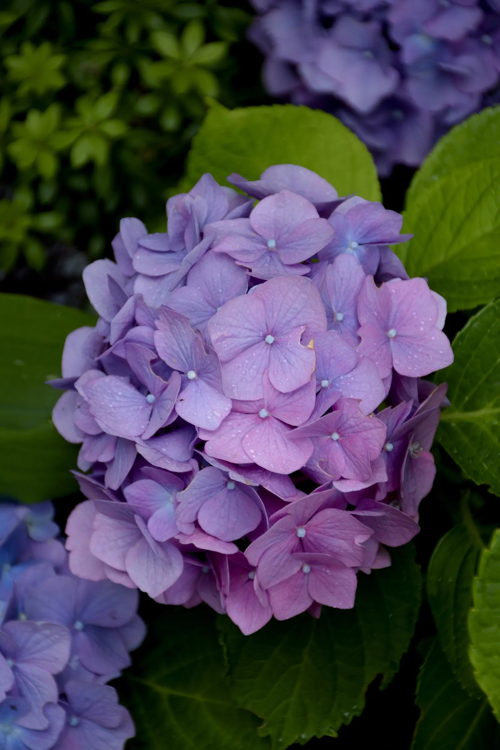Hydrangea (Hydrangea Species) — showy clusters of flowers ranging from deep blues to pinks; prune after blooming to encourage growth and maintain, image 45
