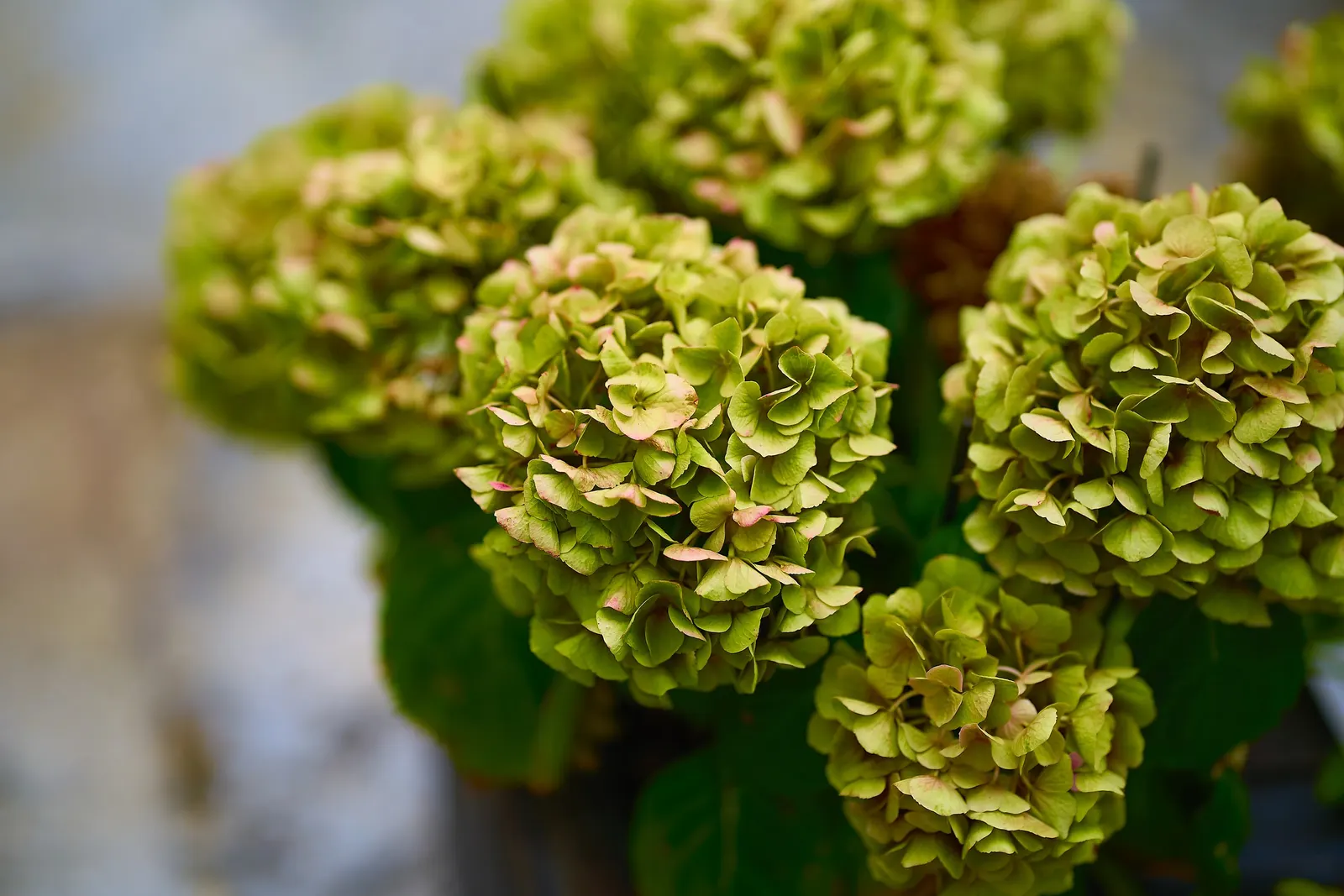 Hydrangea (Hydrangea Species) — They typically range from 3 to 15 feet in height and width, ideal for borders or as focal points; like the Panicle Hydrangea