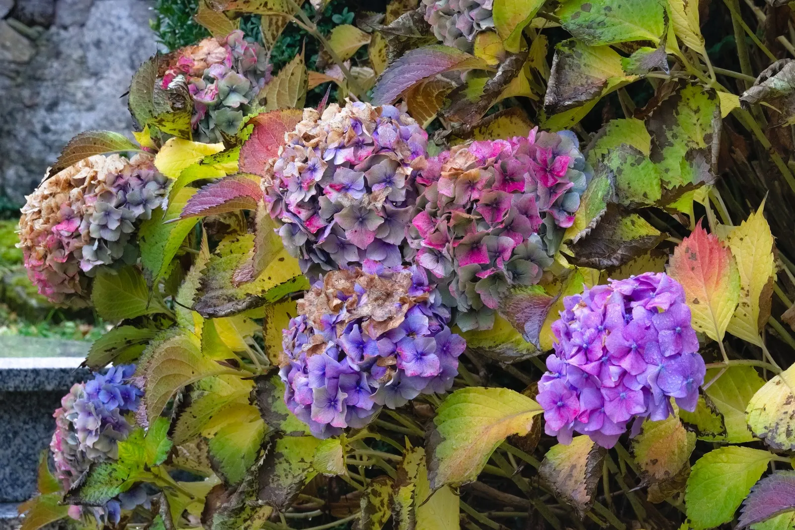 Hydrangea (Hydrangea Species) — with some species like the 'Endless Summer' series showcasing blooms throughout the entire growing season; is, image 102