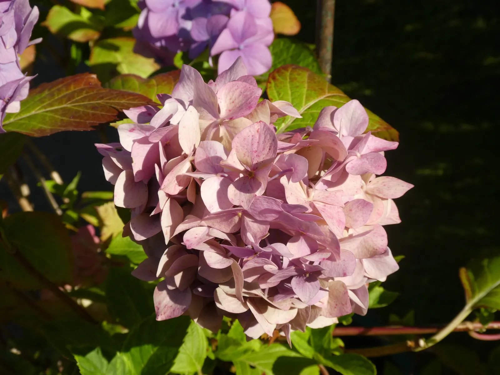 Hydrangea (Hydrangea Species) — These deciduous shrubs generally thrive in partial shade and well-drained, moist soil