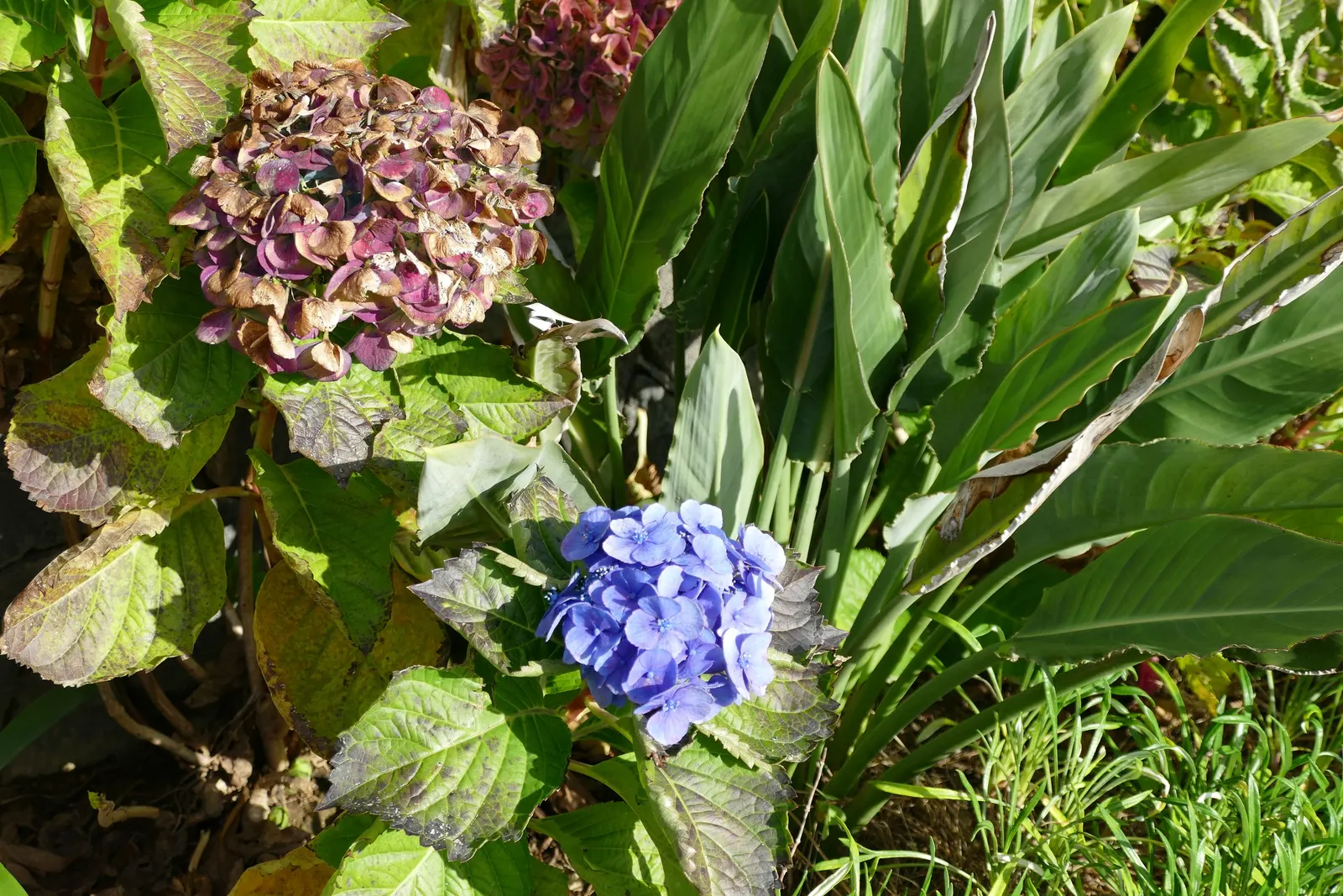 Hydrangea (Hydrangea Species) — Hydrangeas prefer well-drained; with some species like the 'Endless Summer' series showcasing blooms throughout the entire
