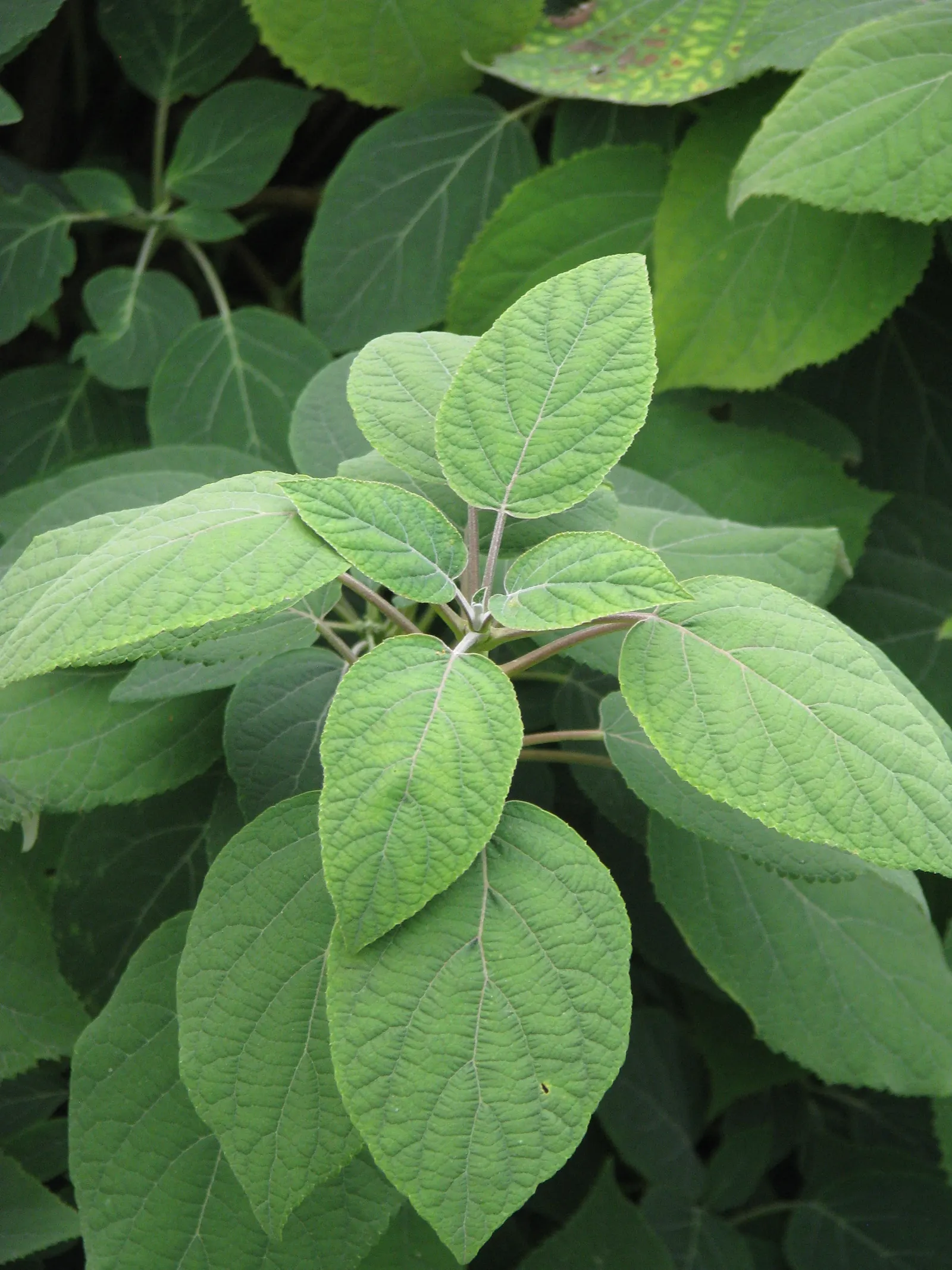 Hydrangea (Hydrangea Species) — is renowned for its voluminous flower heads and charming presence in any garden design; these deciduous shrubs, image 51
