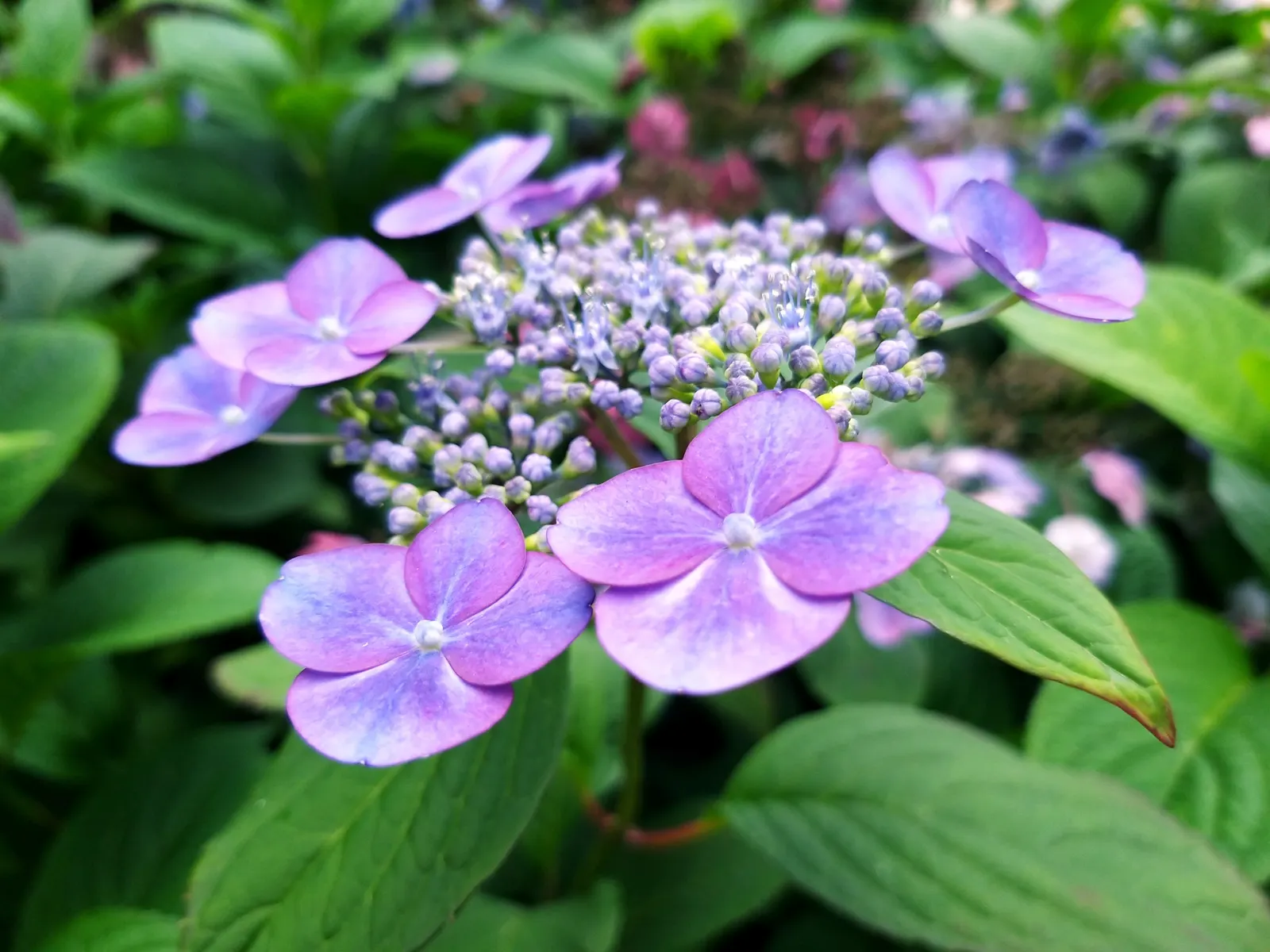 Hydrangea (Hydrangea Species) — respectively.<br><br>Hardy in USDA zones 3 through 9; hydrangeas prefer well-drained, image 78