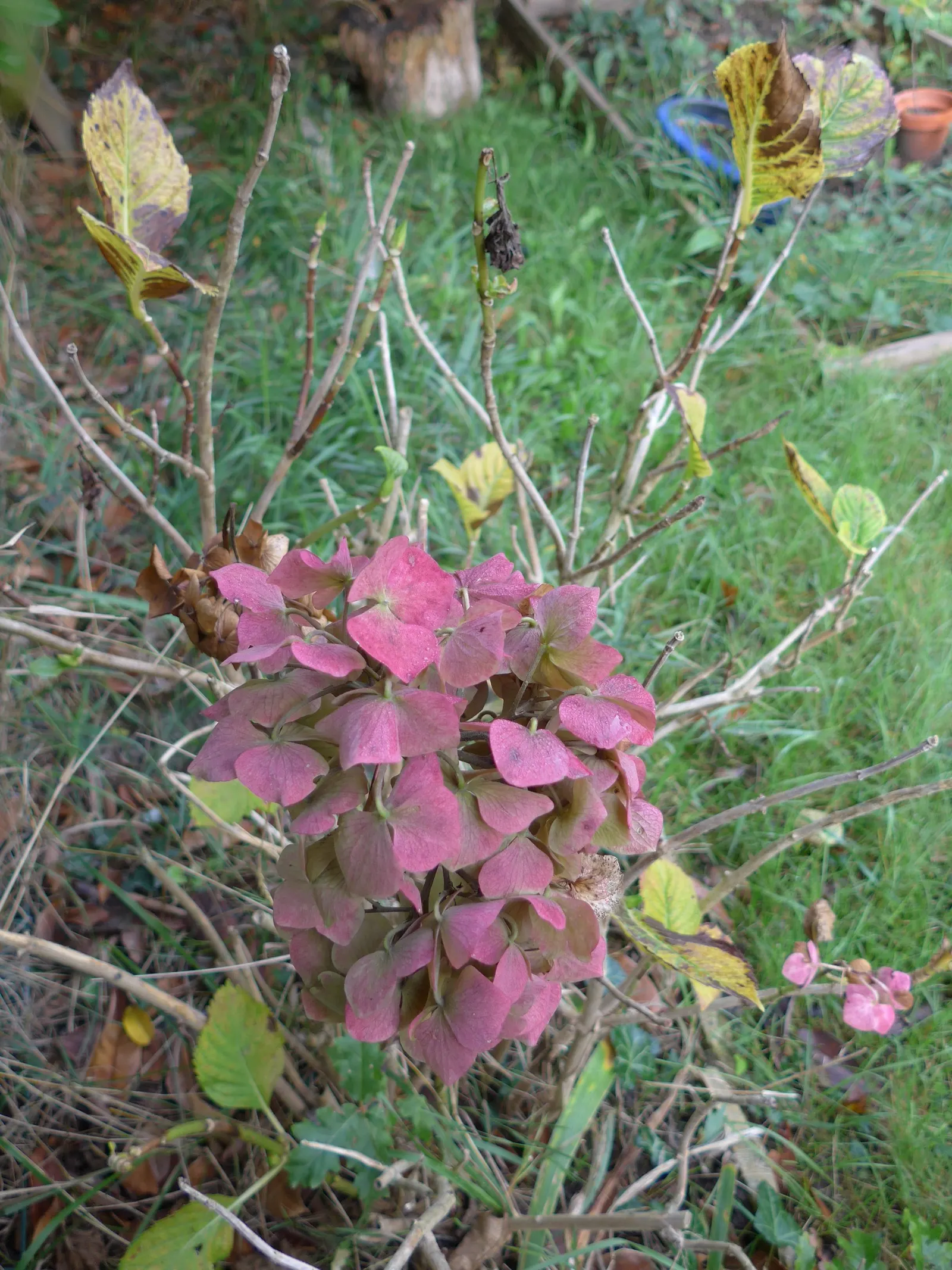 Hydrangea (Hydrangea Species) — Encompassing a variety of species; hydrangeas are adaptable shrubs that can range in size from compact cultivars of, image 96