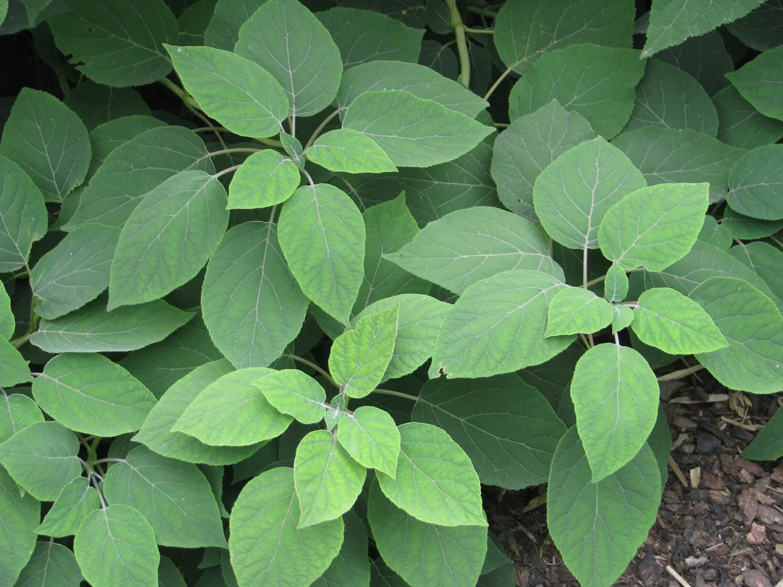 Hydrangea (Hydrangea Species) — Hardy in USDA zones 3 through 9; to vigorous species that can reach up to 15 feet tall with a matching breadth, image 71